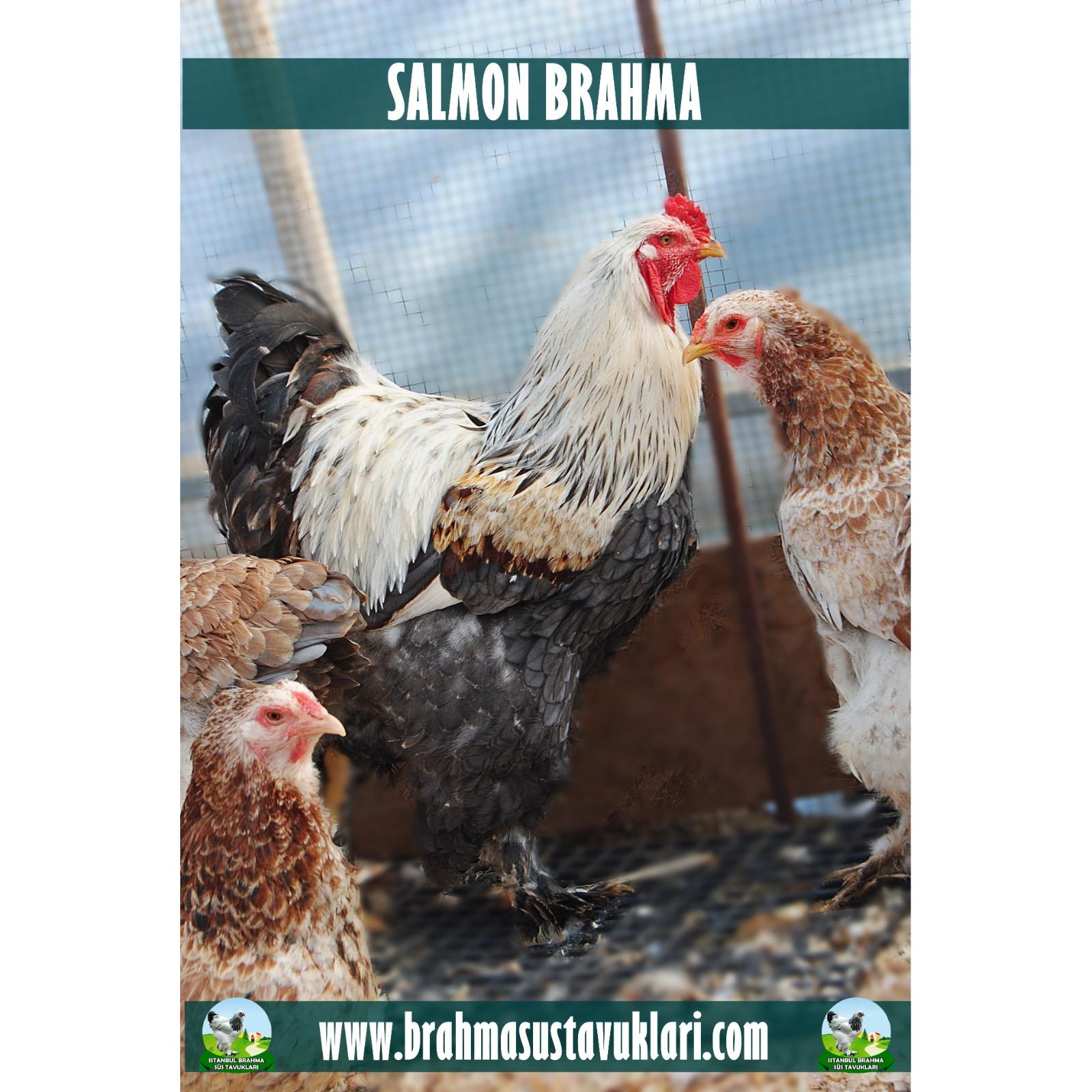 SALMON BRAHMA KULUÇKALIK YUMURTA