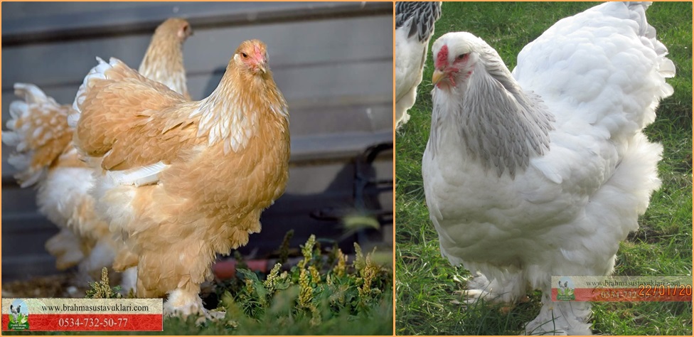Brahma Çeşitleri 2022 Sezonu - İstanbul Brahma Süs Tavukları
