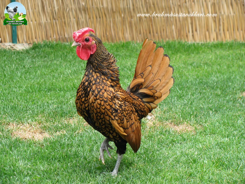 Zibrit Horoz ve Tavuk Özellikleri, Yumurta Verimi, Renk Çeşit
