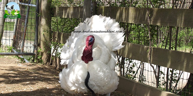 Kanada Beyaz Hindi Özellikleri