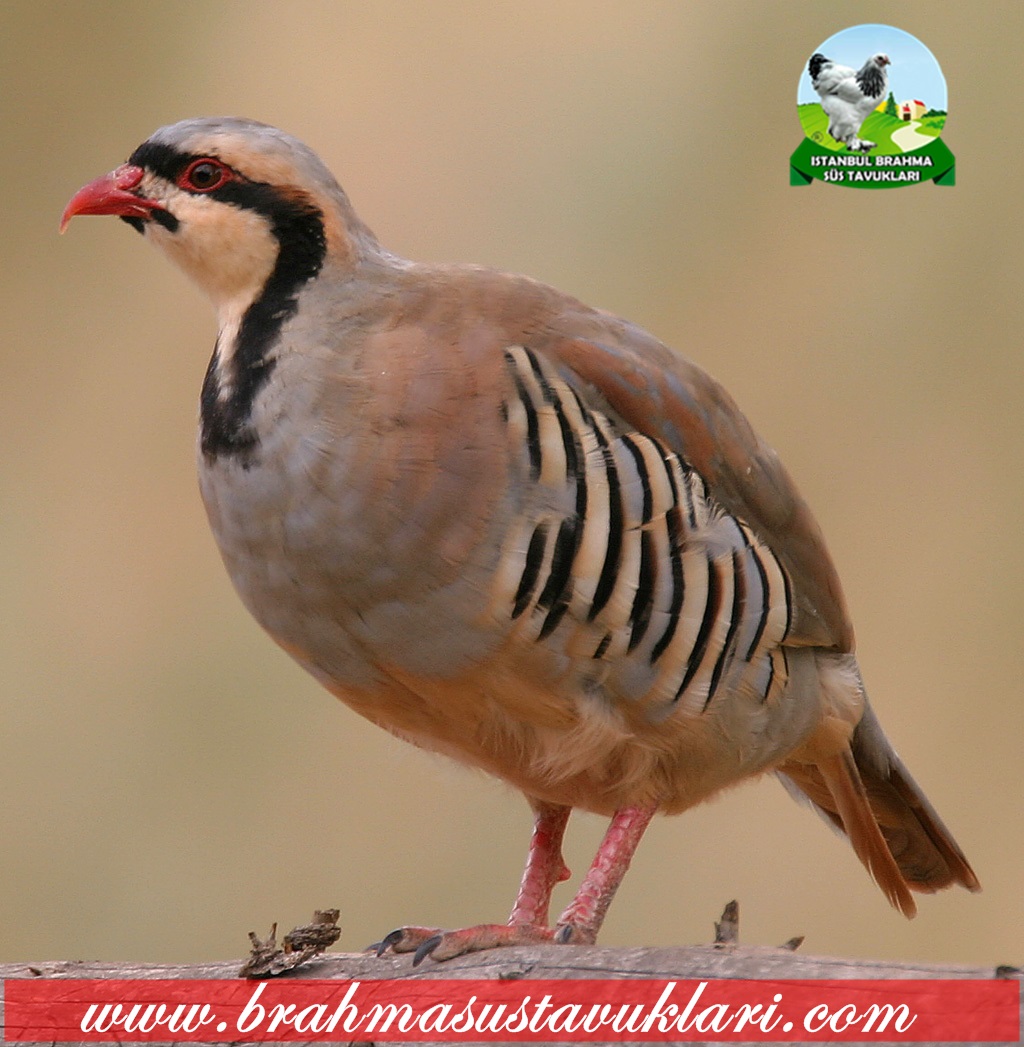 Kınalı Keklik Özellikleri , Keklik Kuluçka Süresi