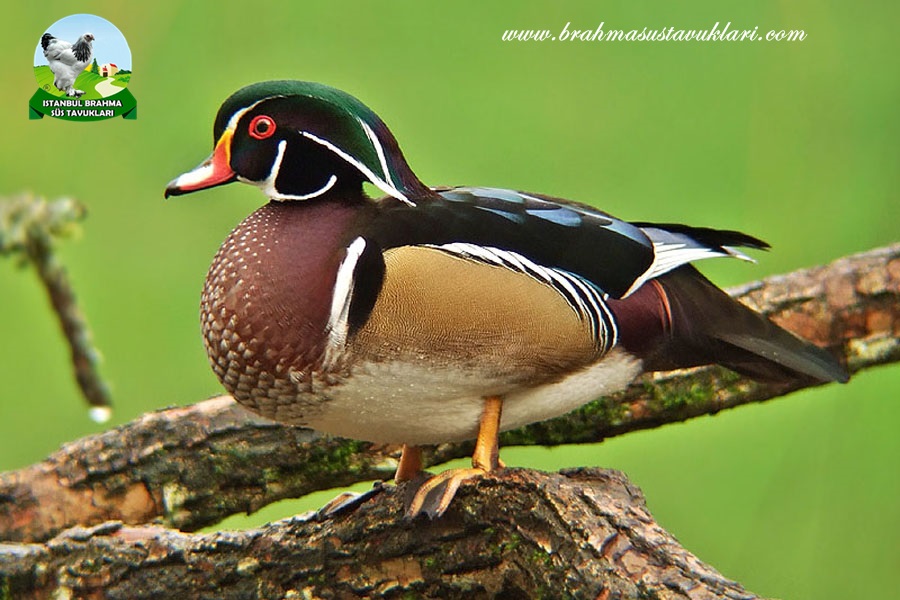 Karolin Ördeği Özellikleri - Karolin Ördeği