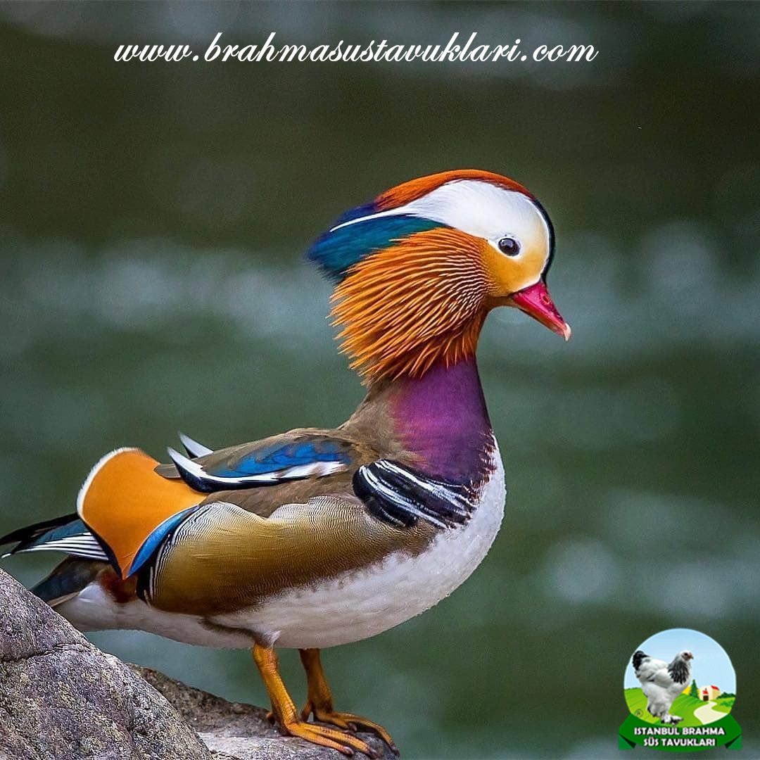 Mandarin Ördeği - Mandarin Ördek Özellikleri