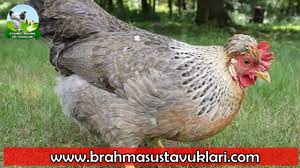 Cream Legbar Tavuk Özellikleri - İstanbul Brahma Süs Tavukları