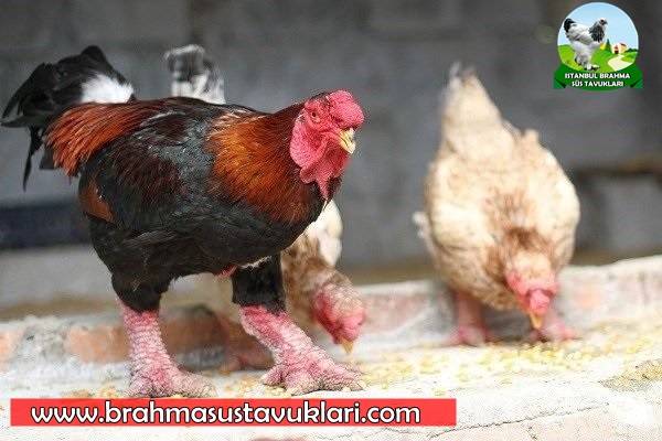 Dong Tao Ejderha Tavuğu - İstanbul Brahma Süs Tavukları