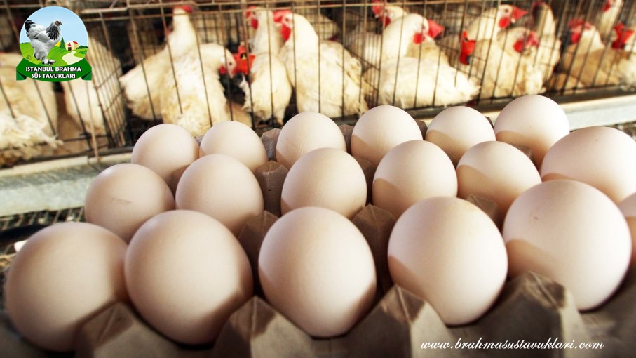 Tavuklarım Yumurtlamıyor Tavuklar Neden Yumurtlamaz