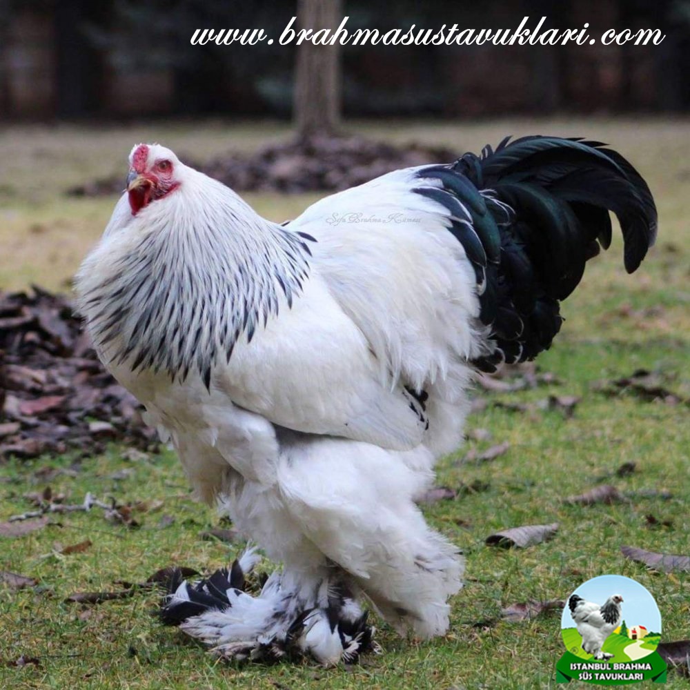 Brahma Horoz Özellikleri
