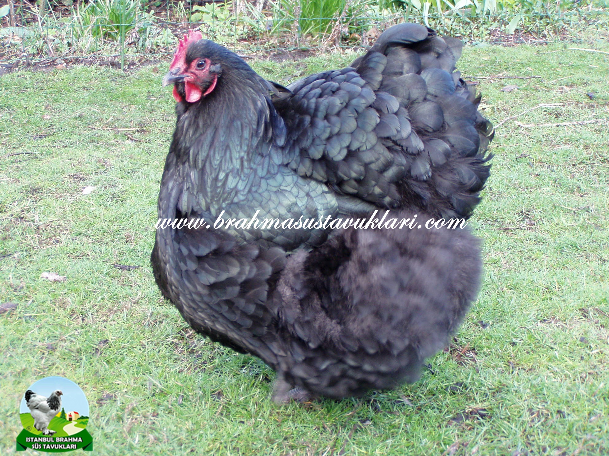 Orpington Tavuk Özellikleri, Yumurtası,  Orpington Renkleri