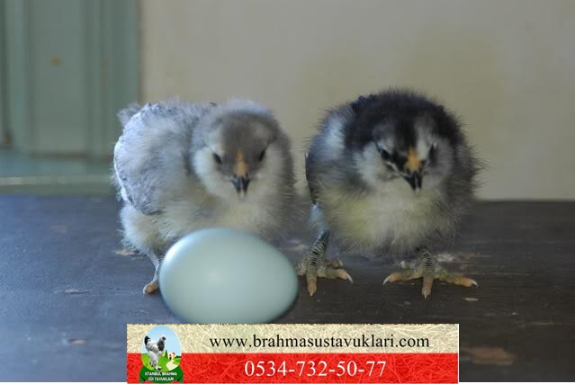 Americuana Mavi Yumurtacı Tavuk Hakkında Bilgiler