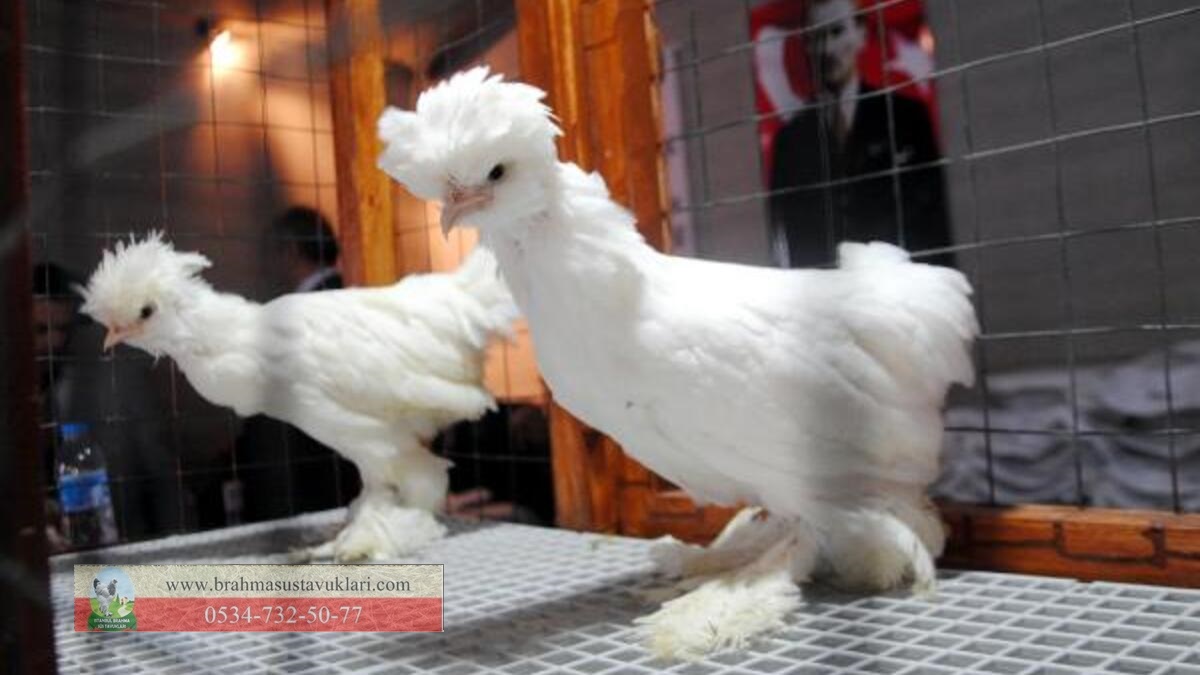 Osmanlı Sultan Tavukları - 2022 Sezonu - İstanbul Brahma Süs Tavukları