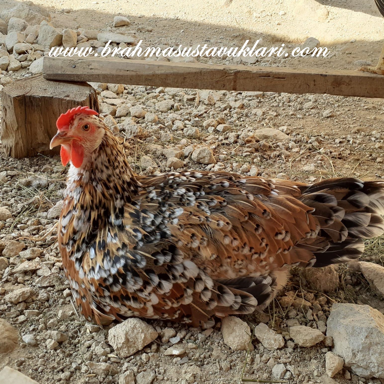 Porselen Ligorin Tavuk Özellikleri Ve Fiyatları