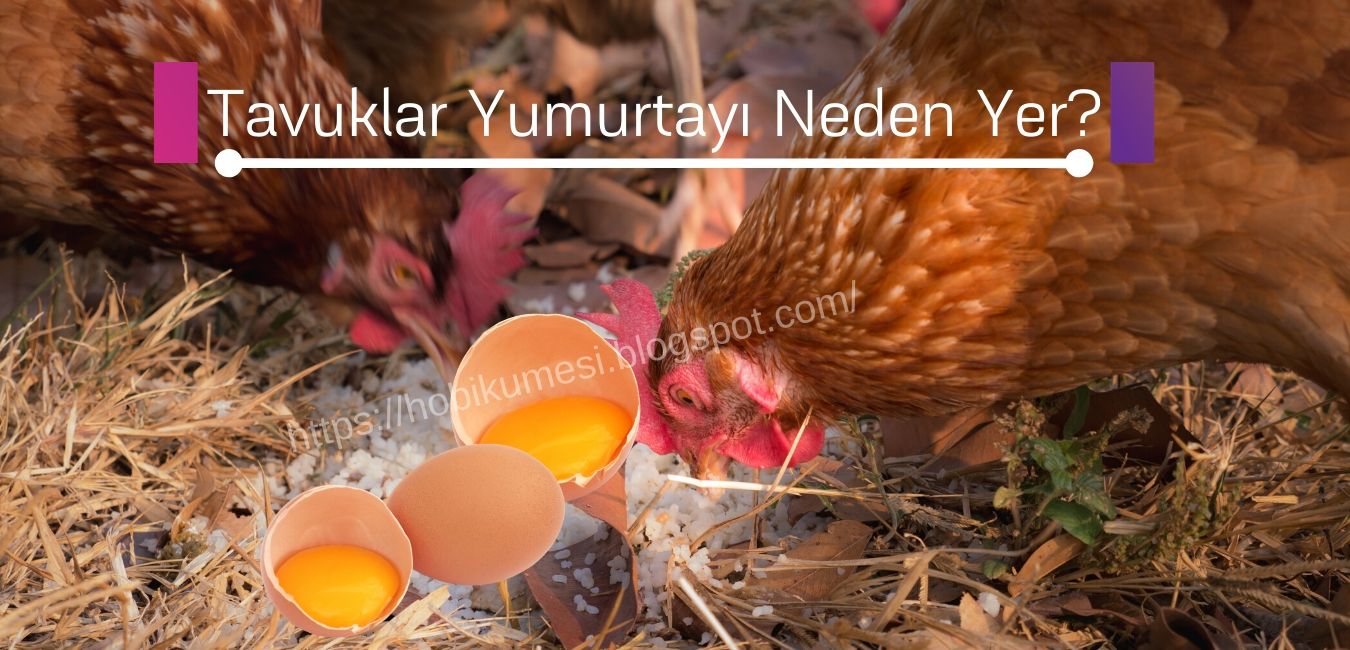 Tavuklar Kendi Yumurtalarını Neden Yer