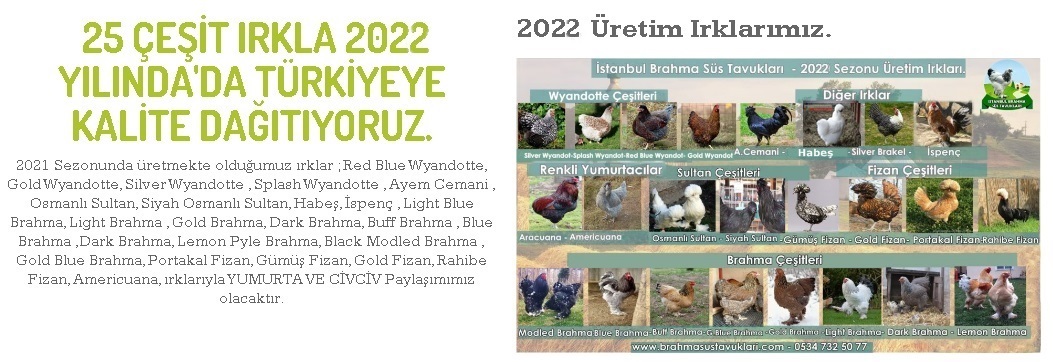 Süs Tavukları Fiyatları - 2022 İstanbul Brahma Süs Tavukları