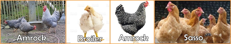 Et Tavuğu Irkları - İstanbul Brahma Süs Tavukları