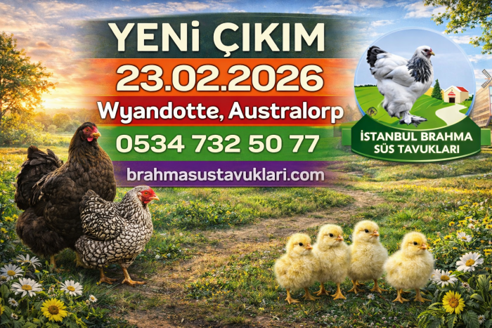 Yeni Civciv Çıkımı 23 02 2026 Wyandotte Australop