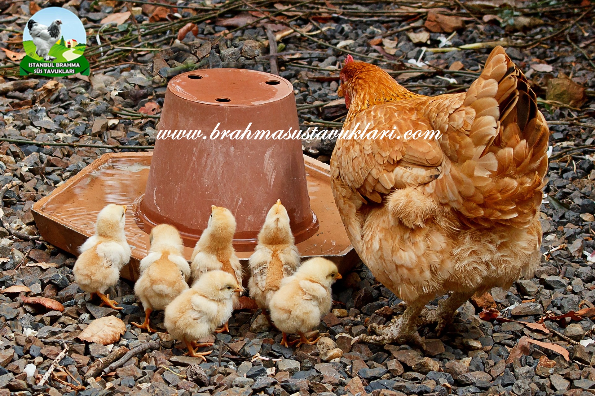 Tavukların Yaşam Süresi Tavuk Kaç Yıl Yaşar