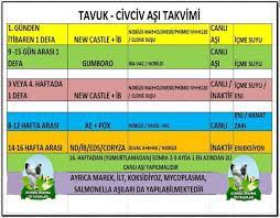 Civcivlerde Aşı Takvimi - İstanbul Brahma Süs Tavukları