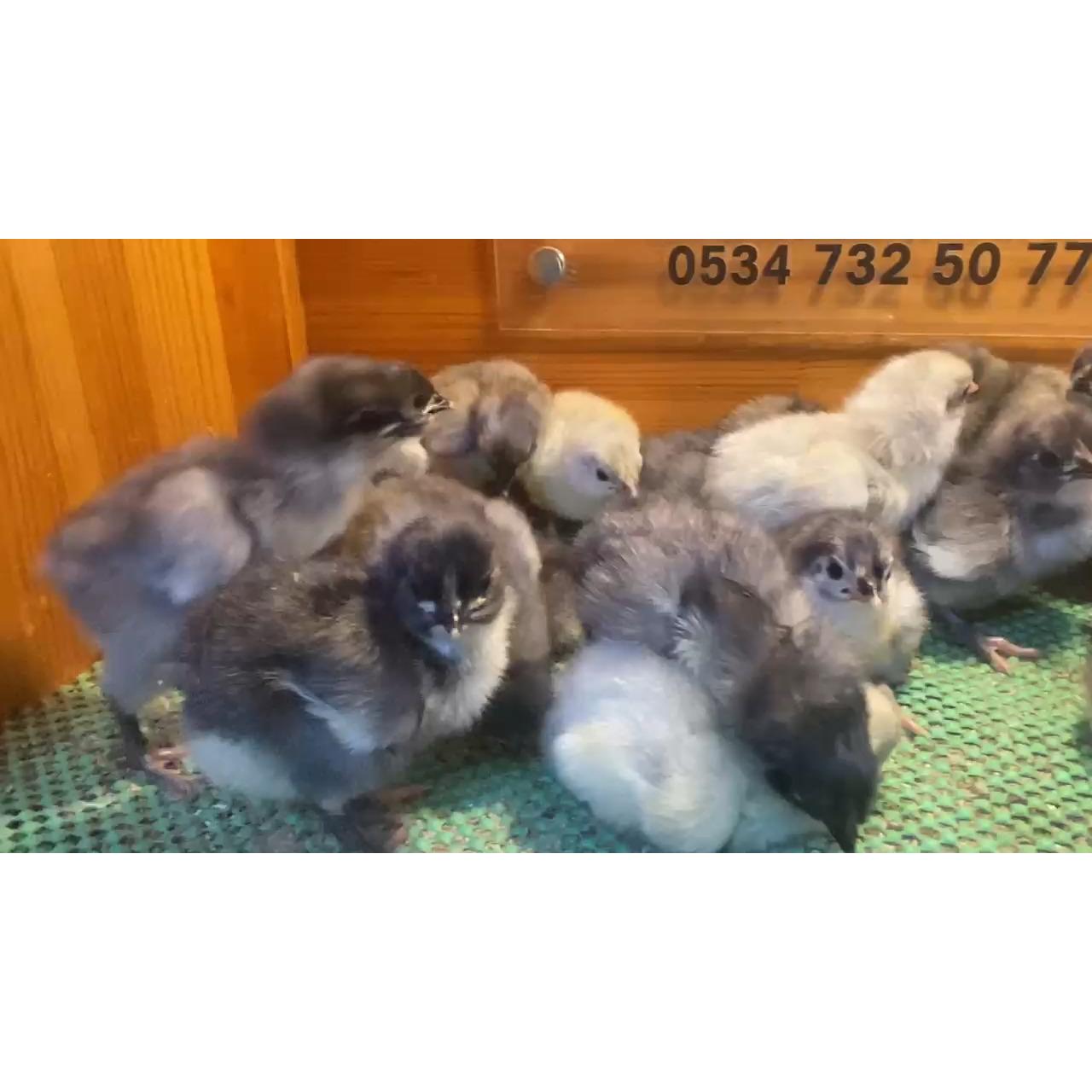 Blue Australop Civciv