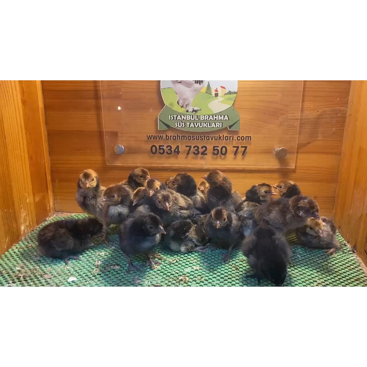 Gold Appenzeller Civciv