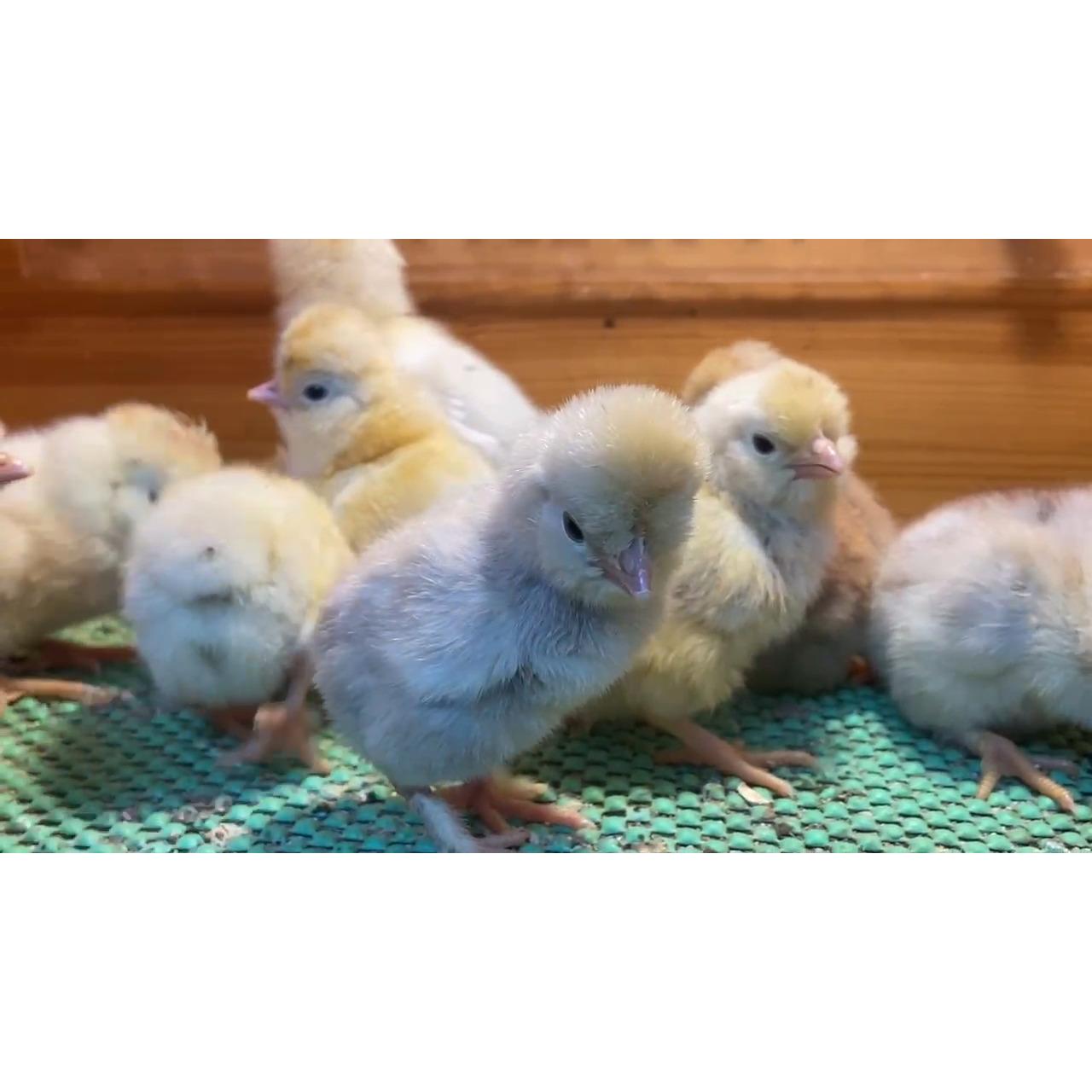 Trabzon Gugullu Civciv