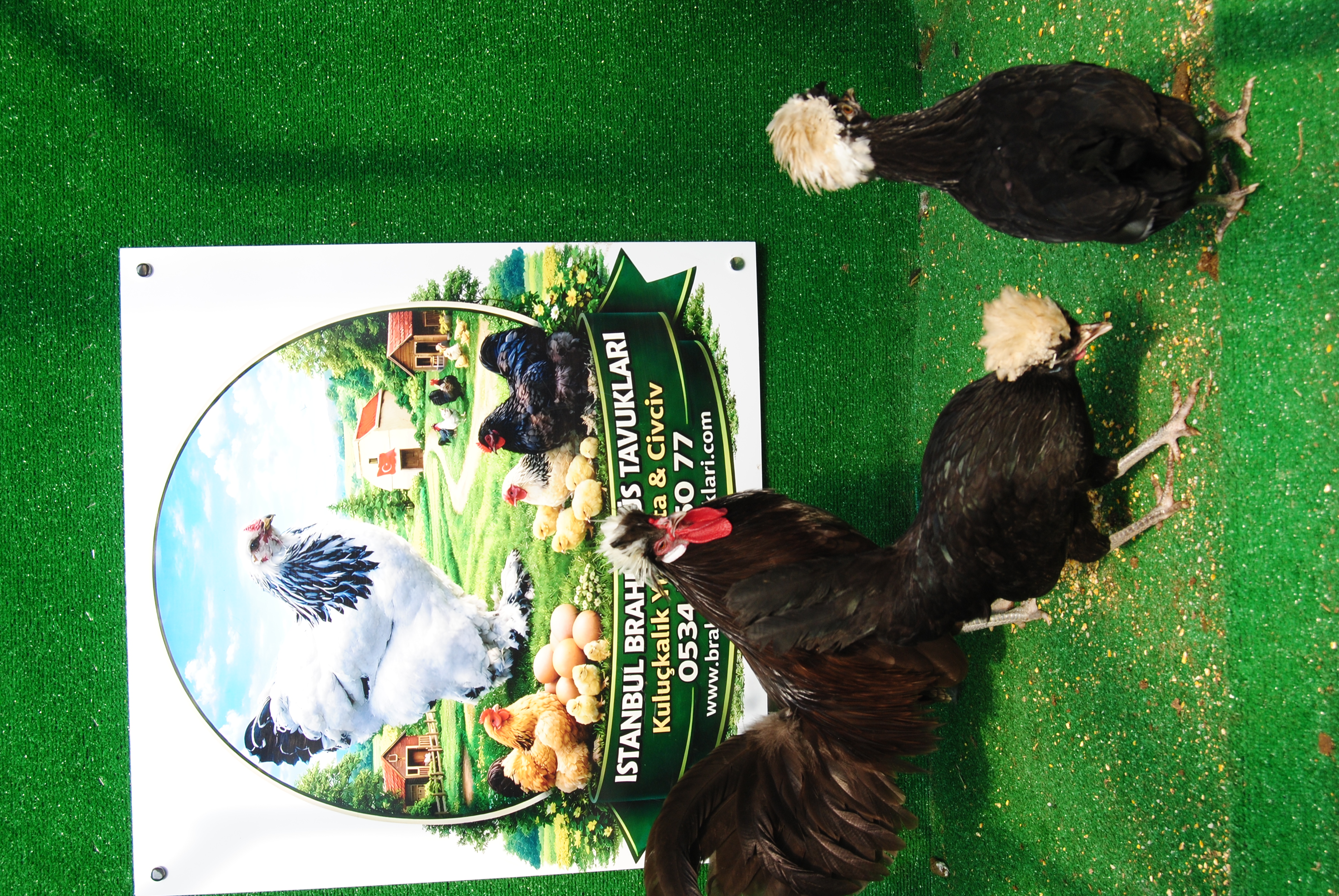 Çikolata Fizan Kuluçkalık Yumurta