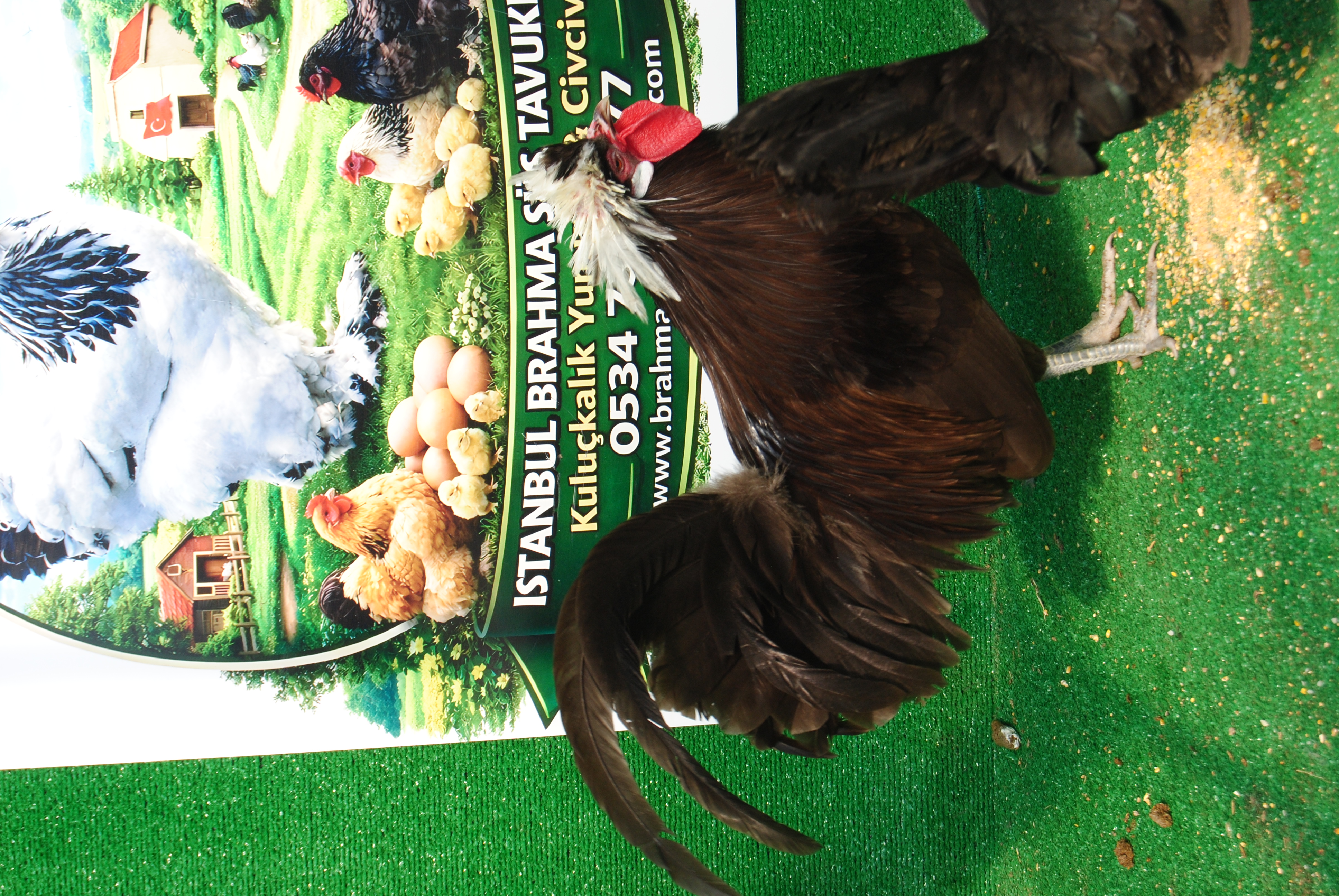 Çikolata Fizan Kuluçkalık Yumurta