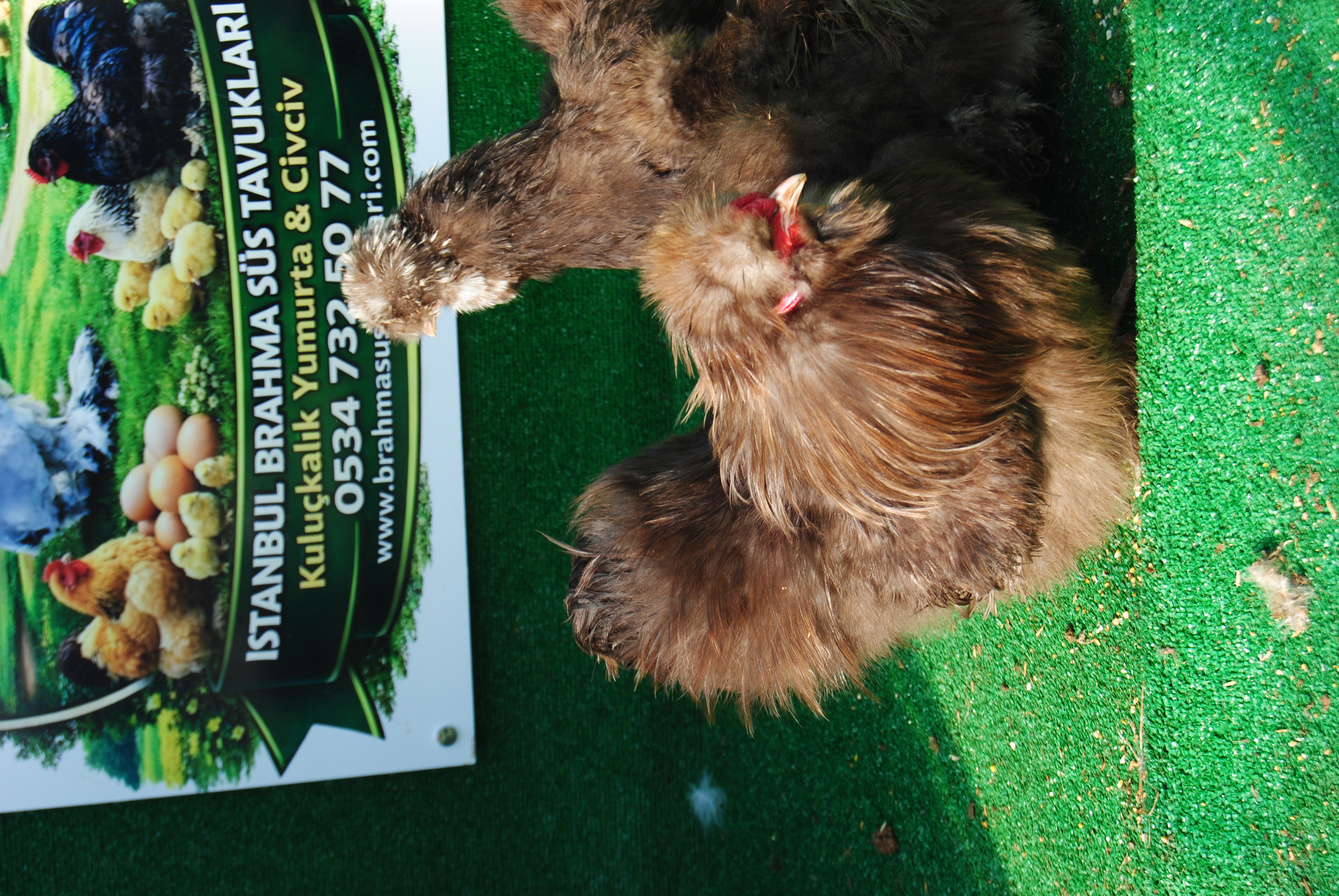 Çikolata Habeş Kuluçkalık Yumurta