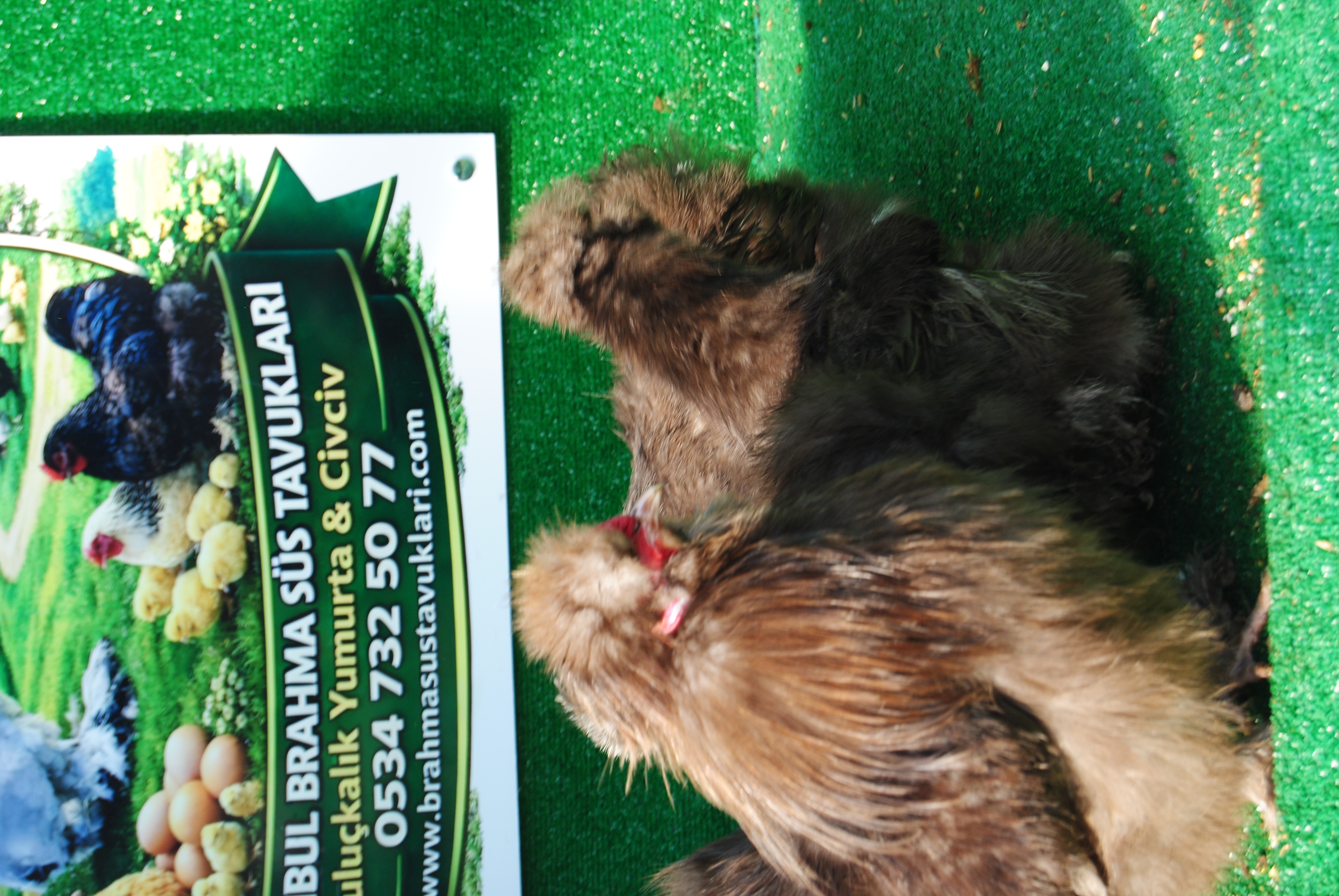 Çikolata Habeş Kuluçkalık Yumurta