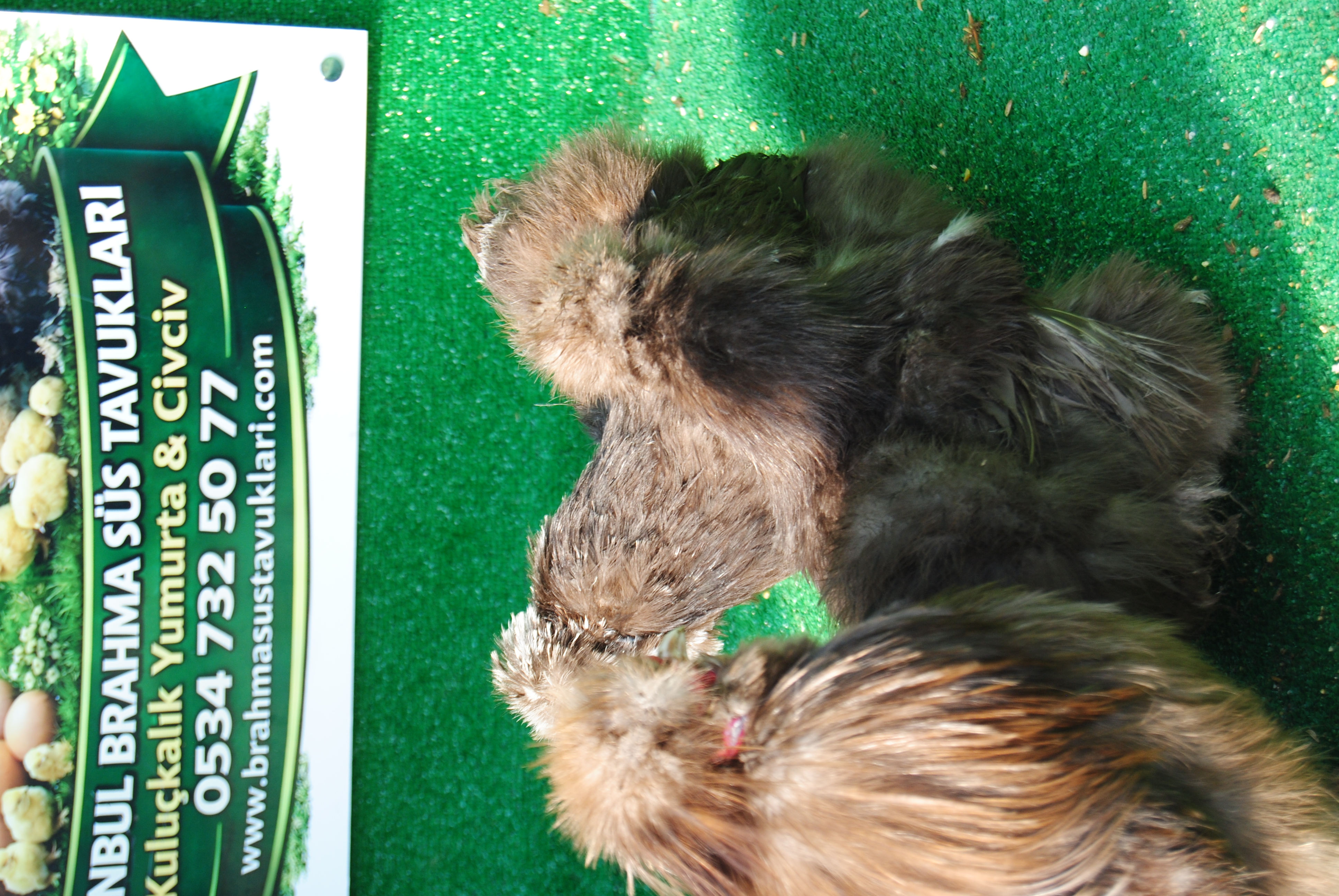 Çikolata Habeş Kuluçkalık Yumurta