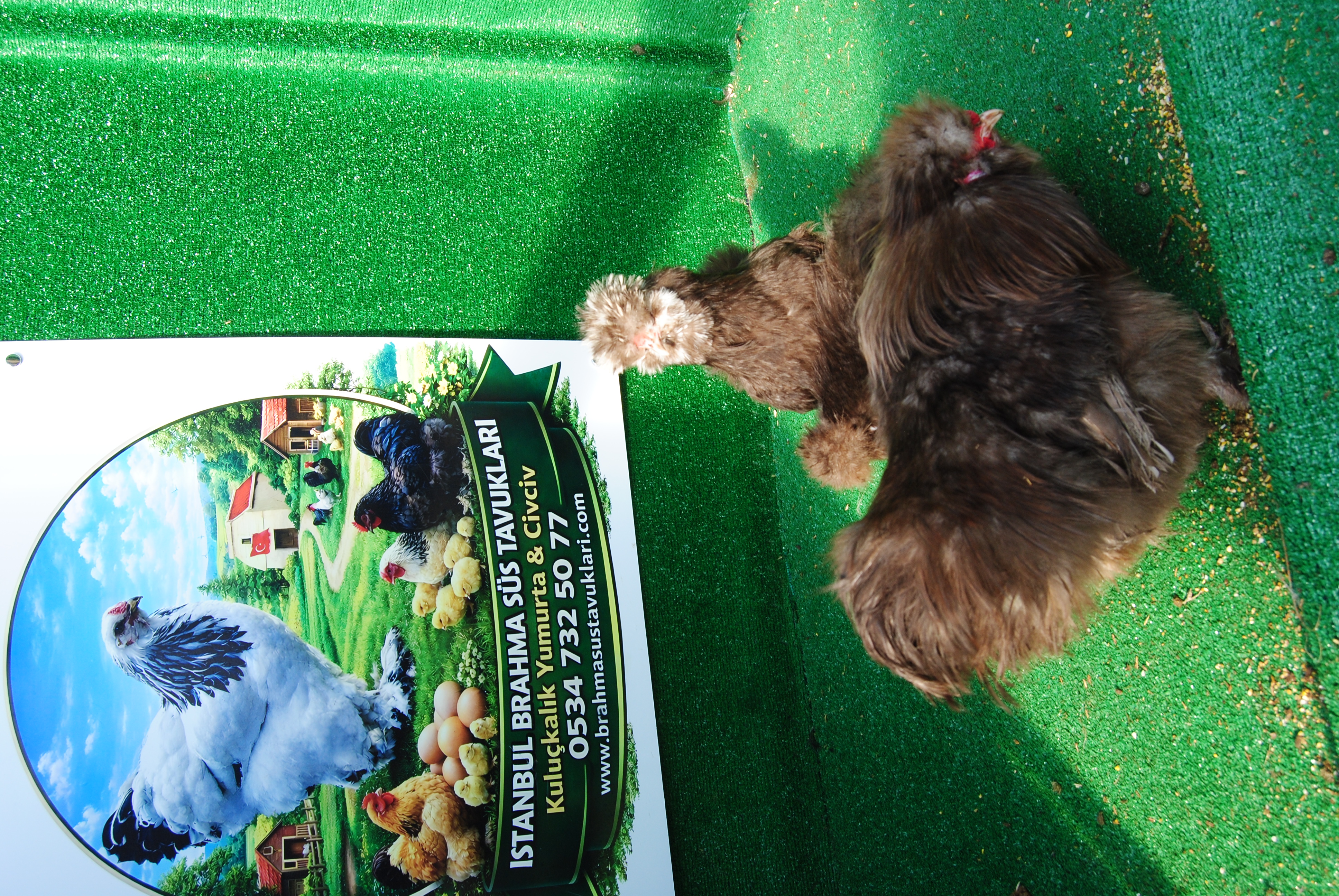 Çikolata Habeş Kuluçkalık Yumurta