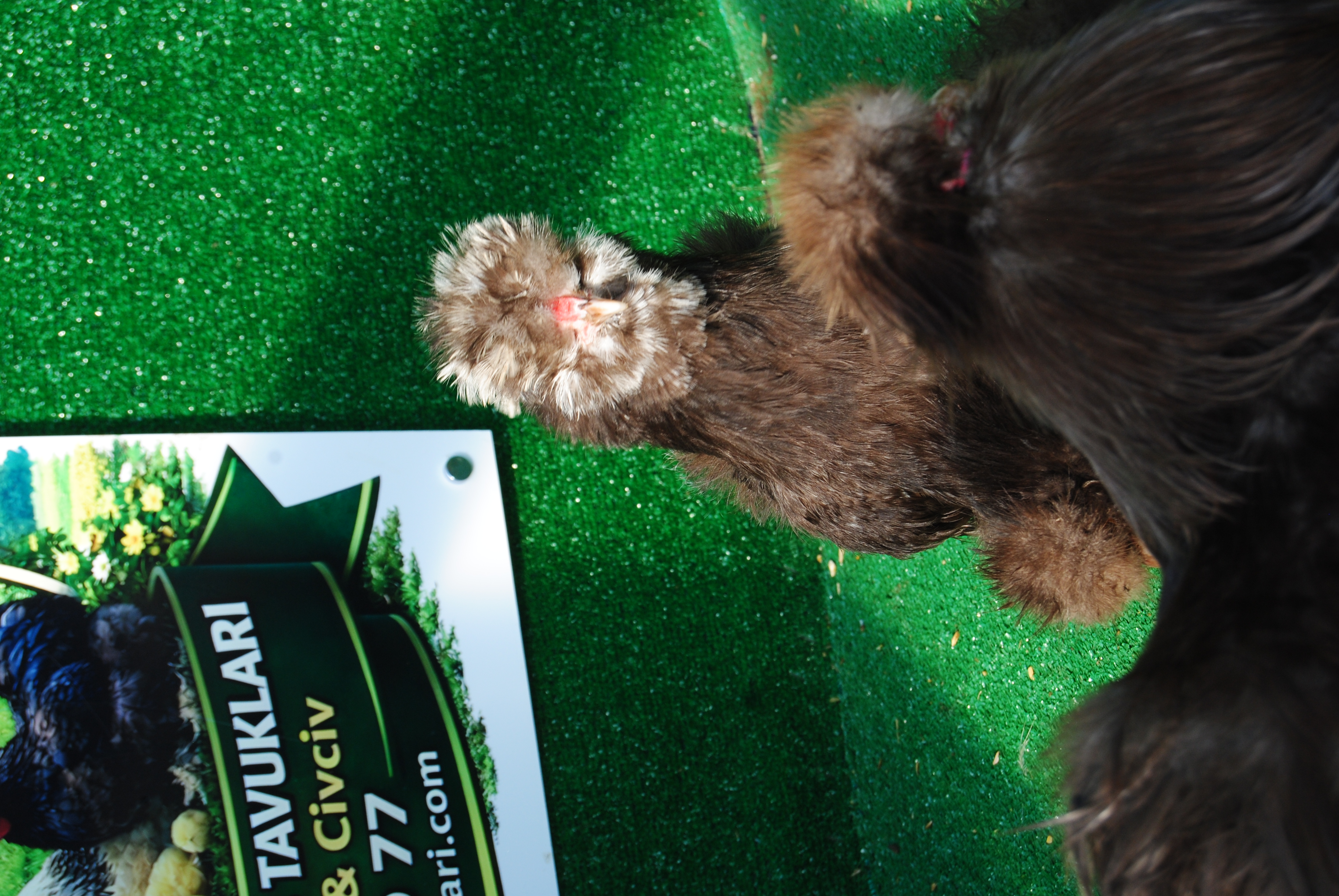 Çikolata Habeş Kuluçkalık Yumurta