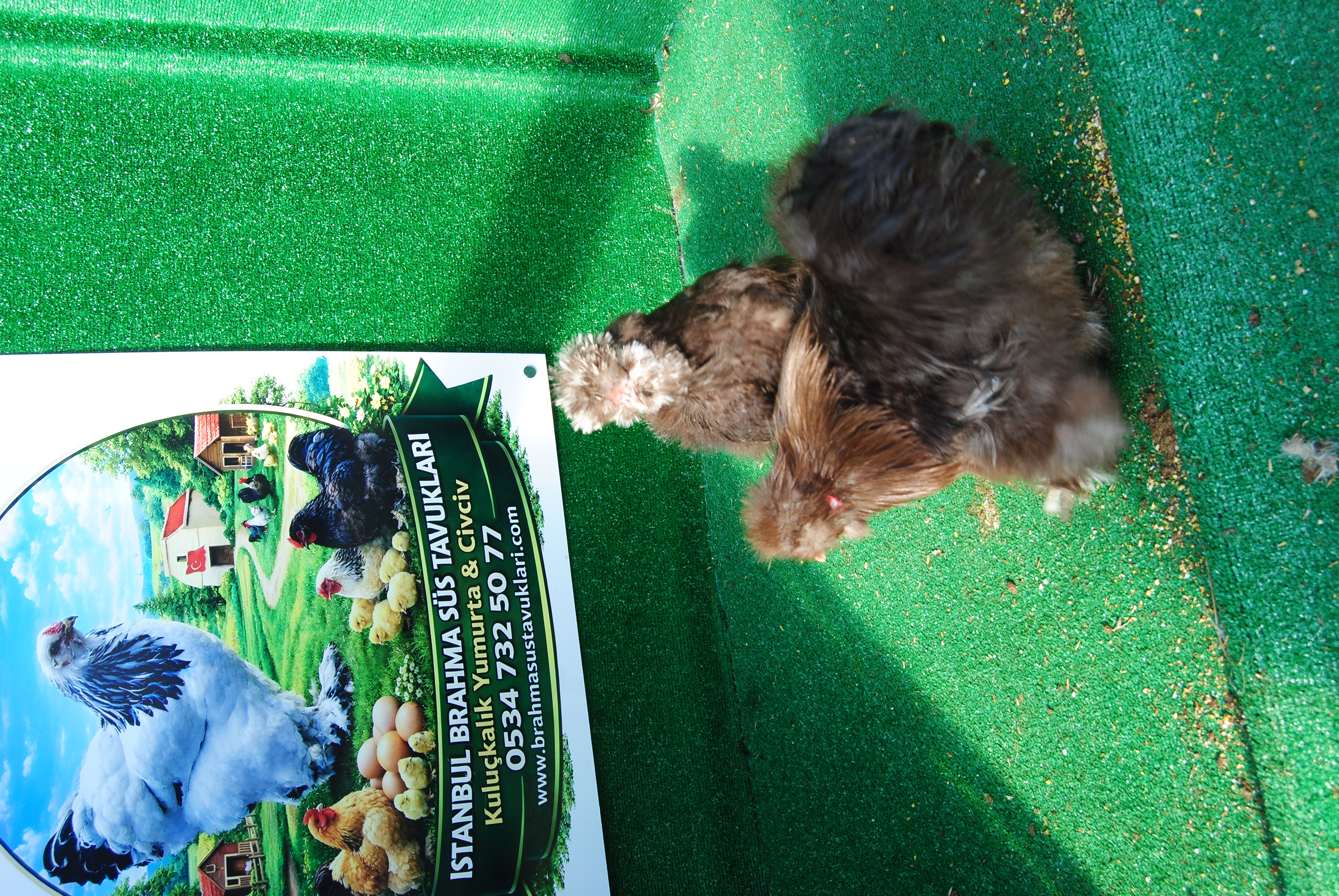 Çikolata Habeş Kuluçkalık Yumurta