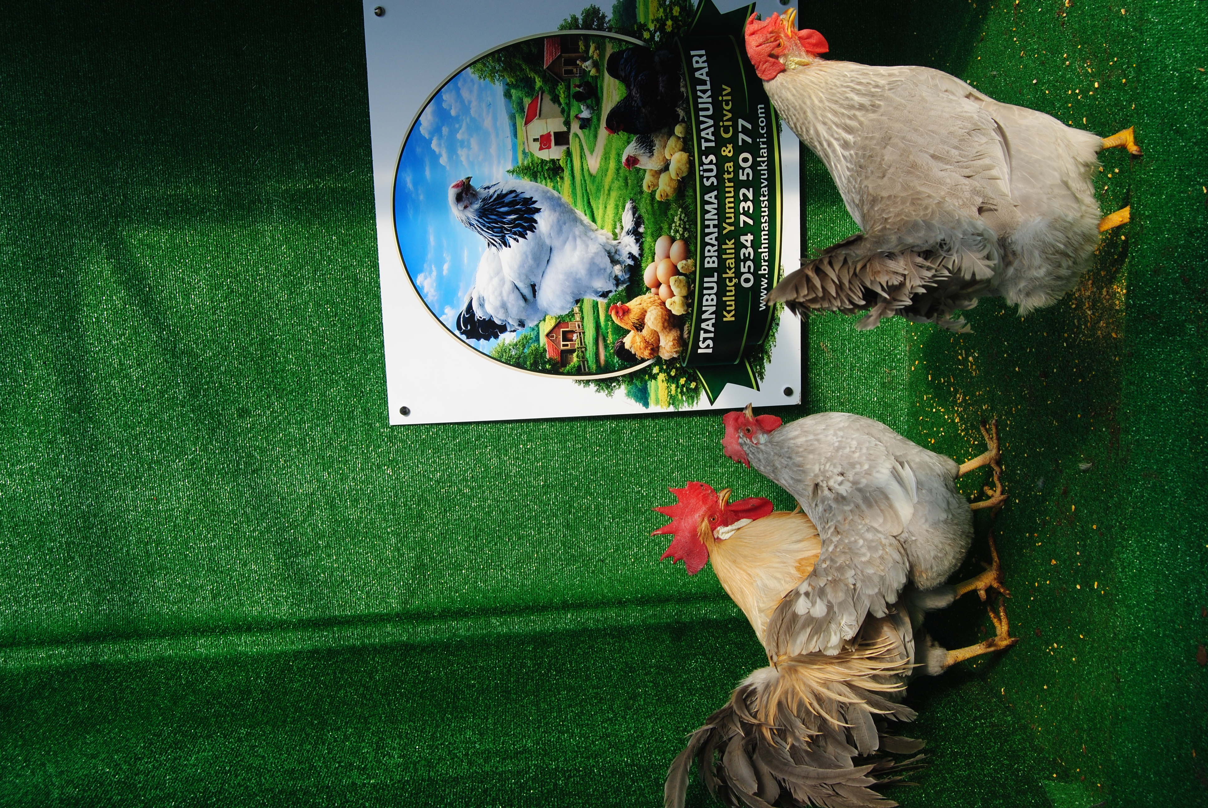 İzabel Ligorin Kuluçkalık Yumurta