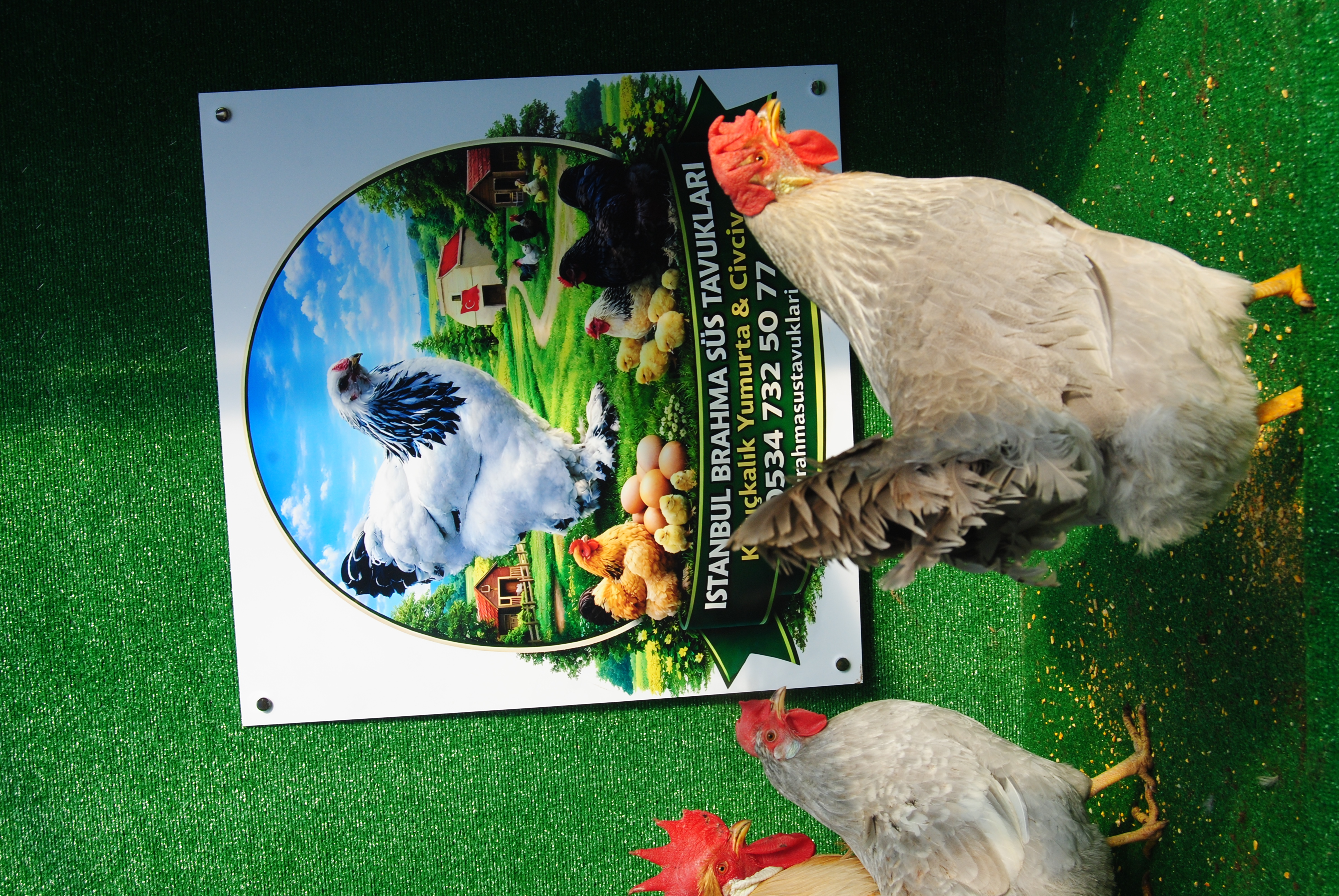 İzabel Ligorin Kuluçkalık Yumurta