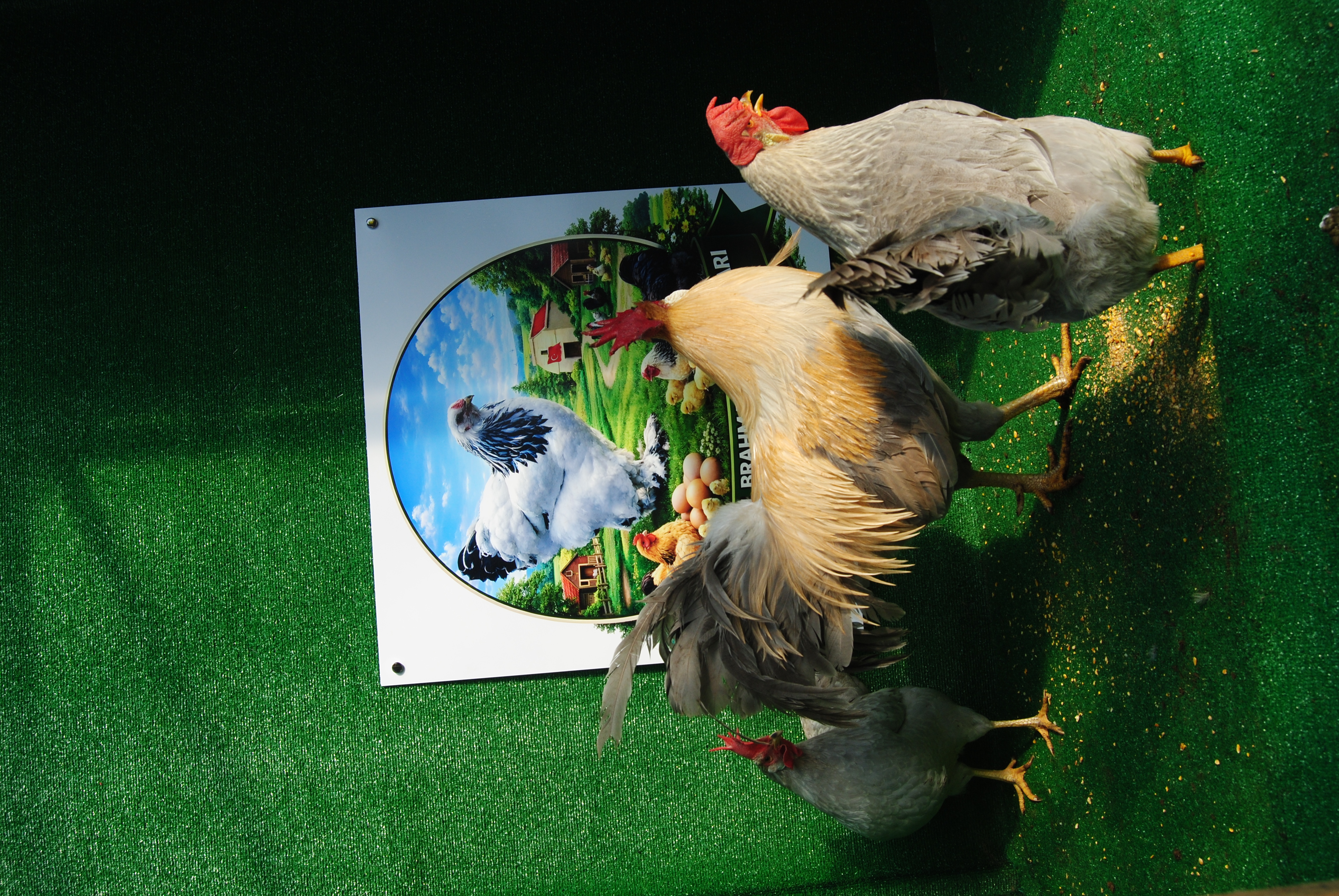 İzabel Ligorin Kuluçkalık Yumurta