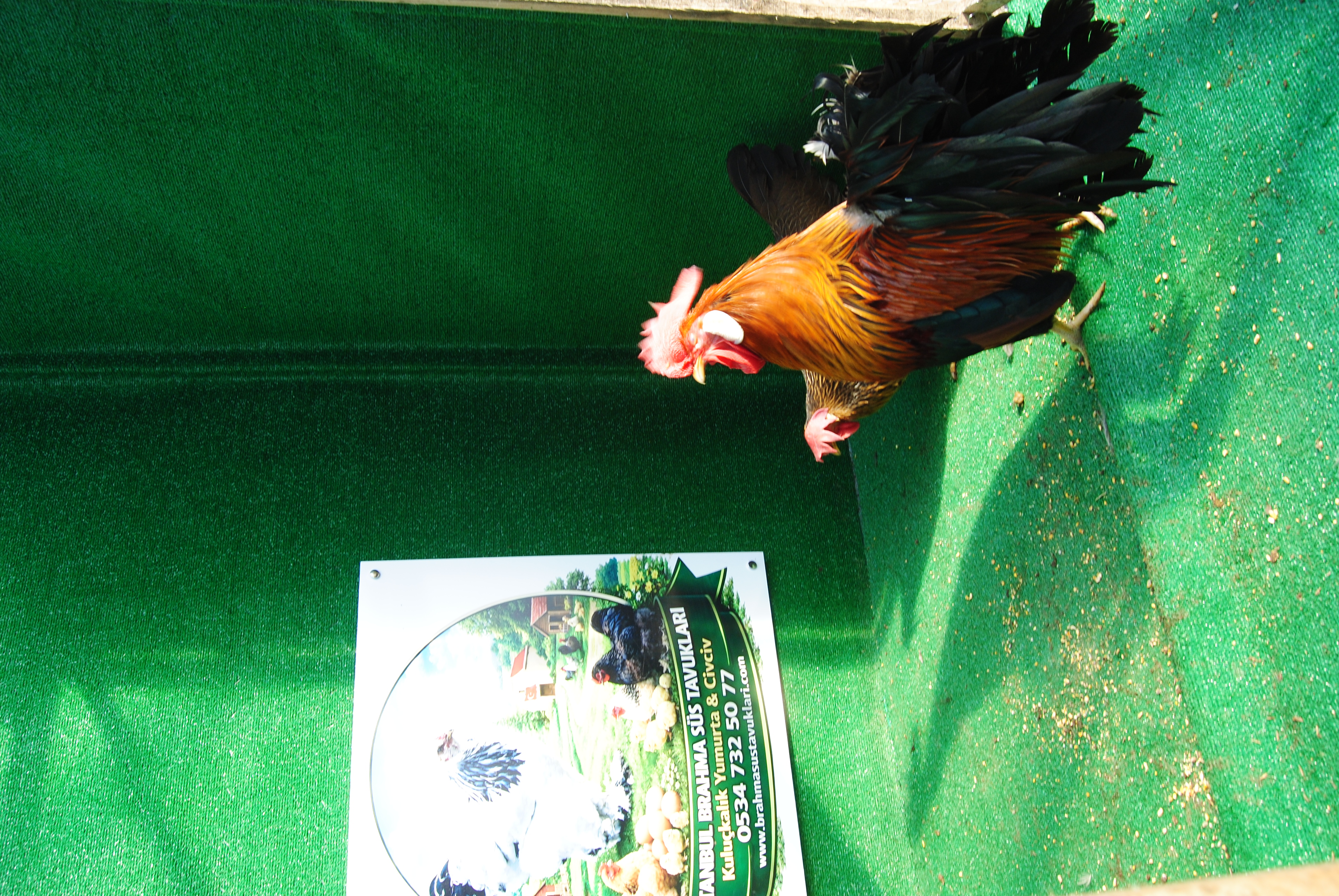 Brown Ligorin Kuluçkalık Yumurta