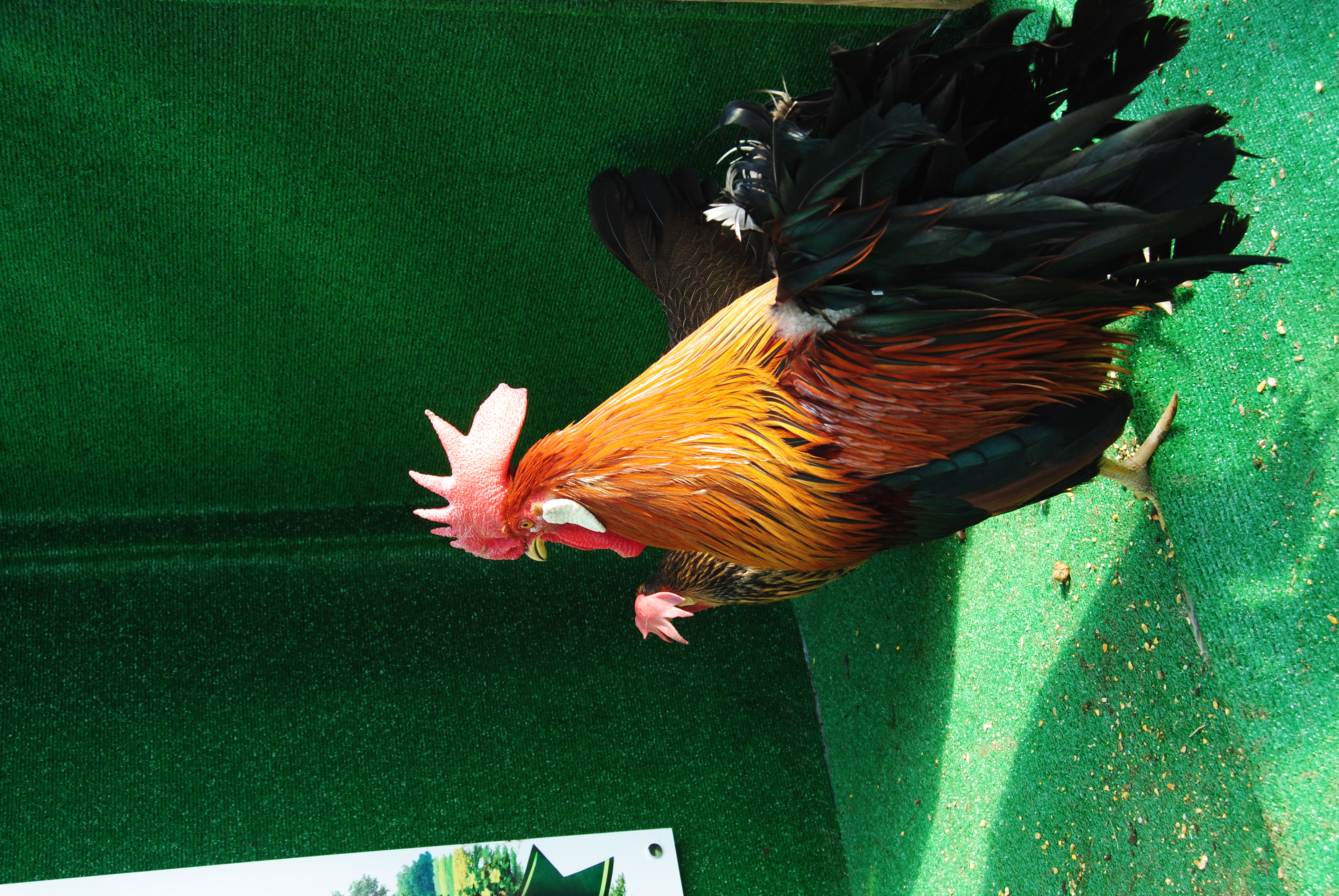 Brown Ligorin Kuluçkalık Yumurta