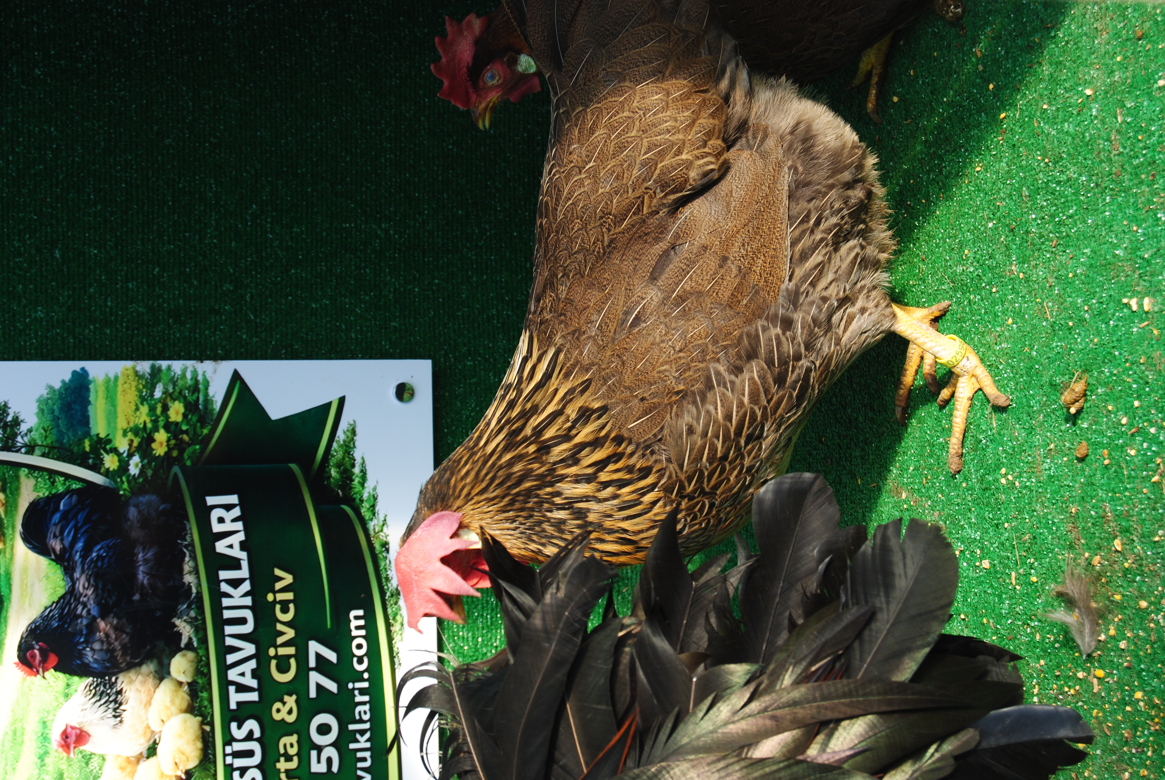 Brown Ligorin Kuluçkalık Yumurta