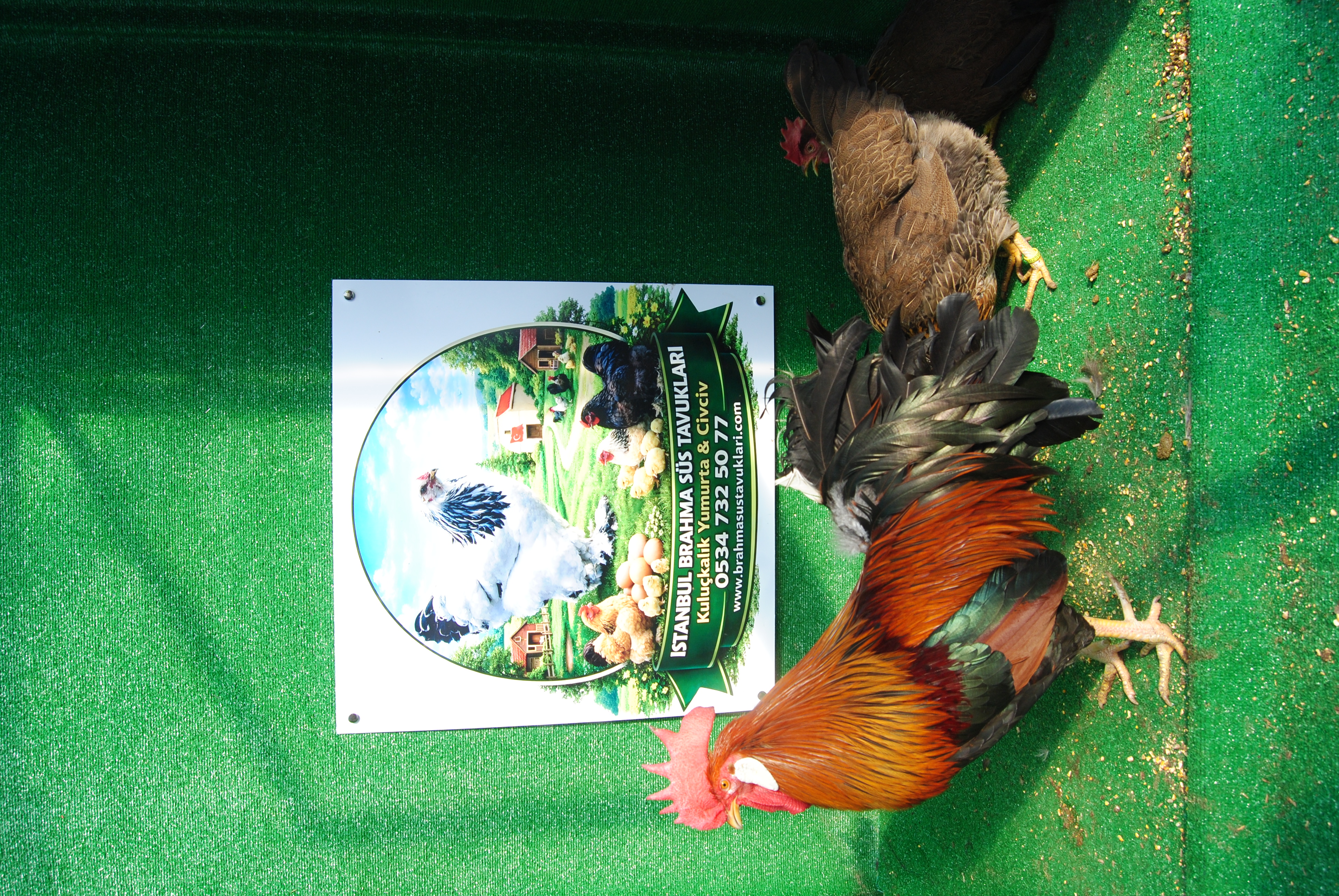 Brown Ligorin Kuluçkalık Yumurta