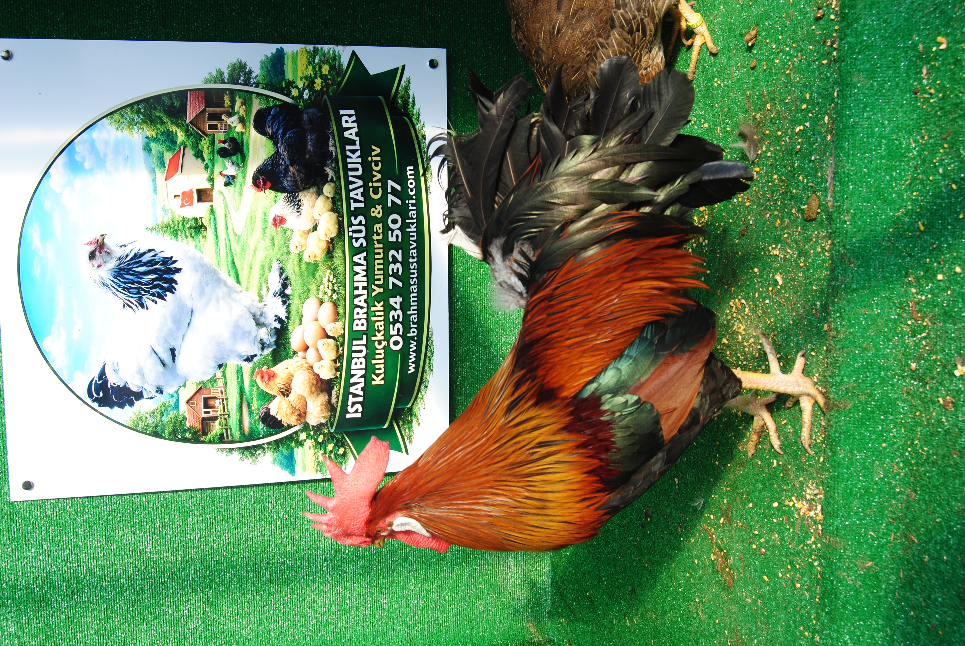 Brown Ligorin Kuluçkalık Yumurta