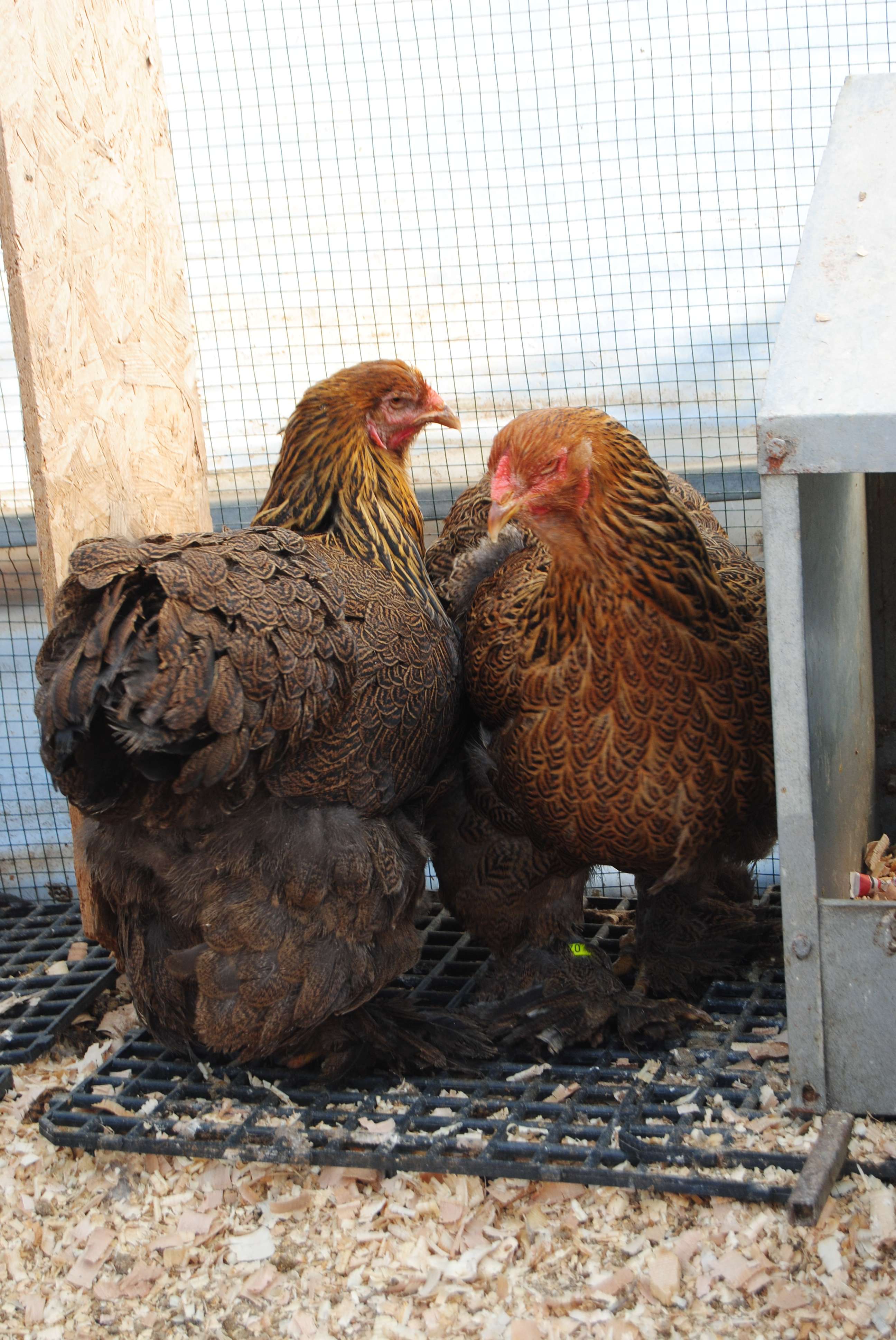 GOLD BLUE BRAHMA KULUÇKALIK YUMURTA