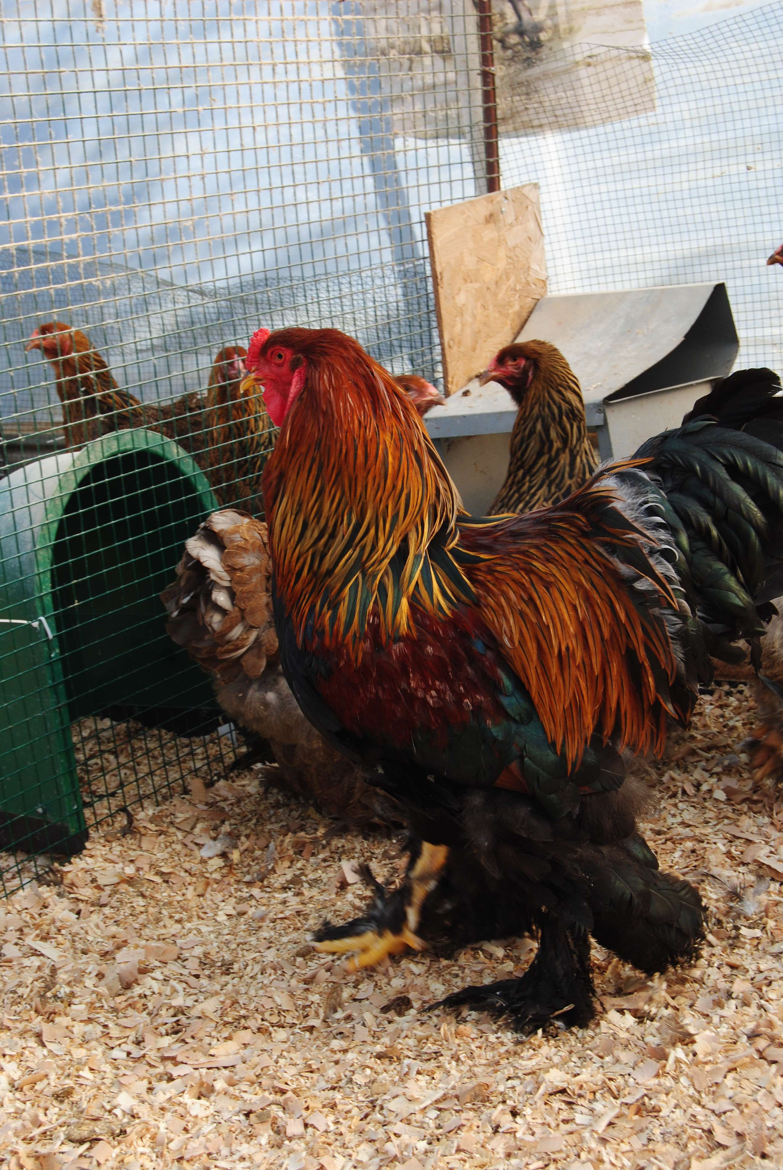 GOLD BLUE BRAHMA KULUÇKALIK YUMURTA