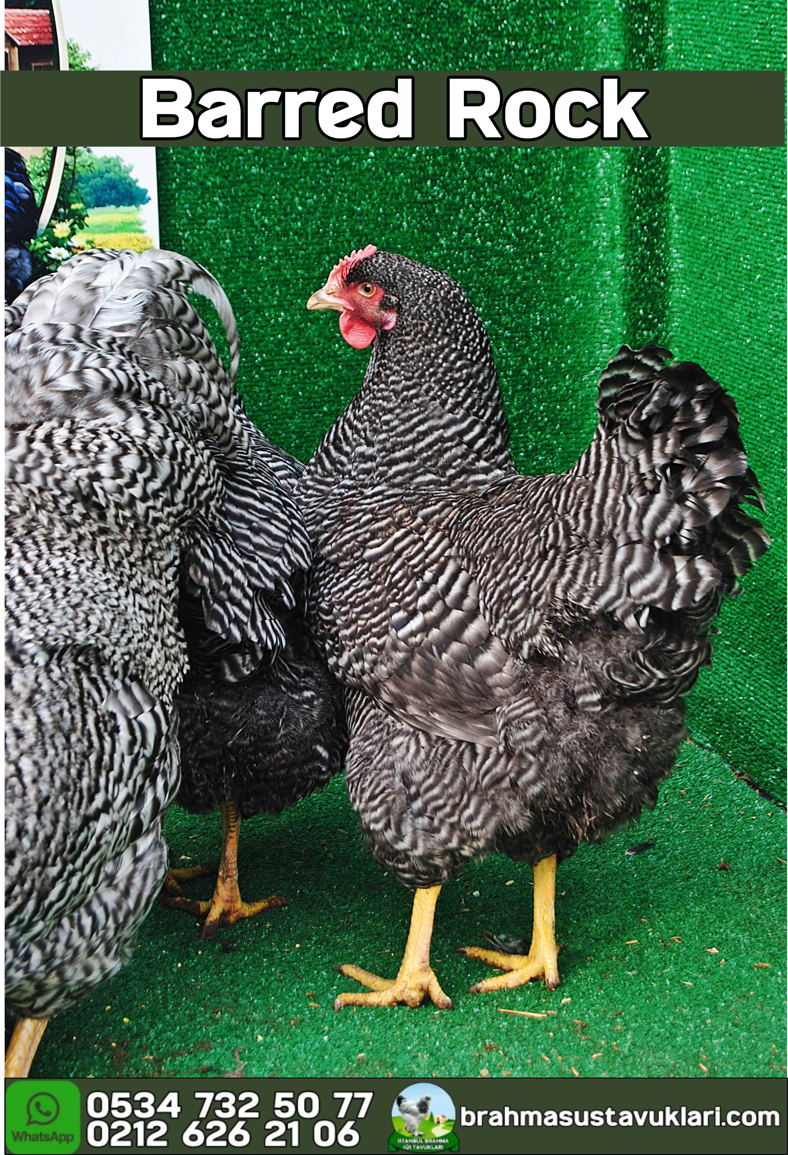Barred Rock Kuluçkalık Yumurta