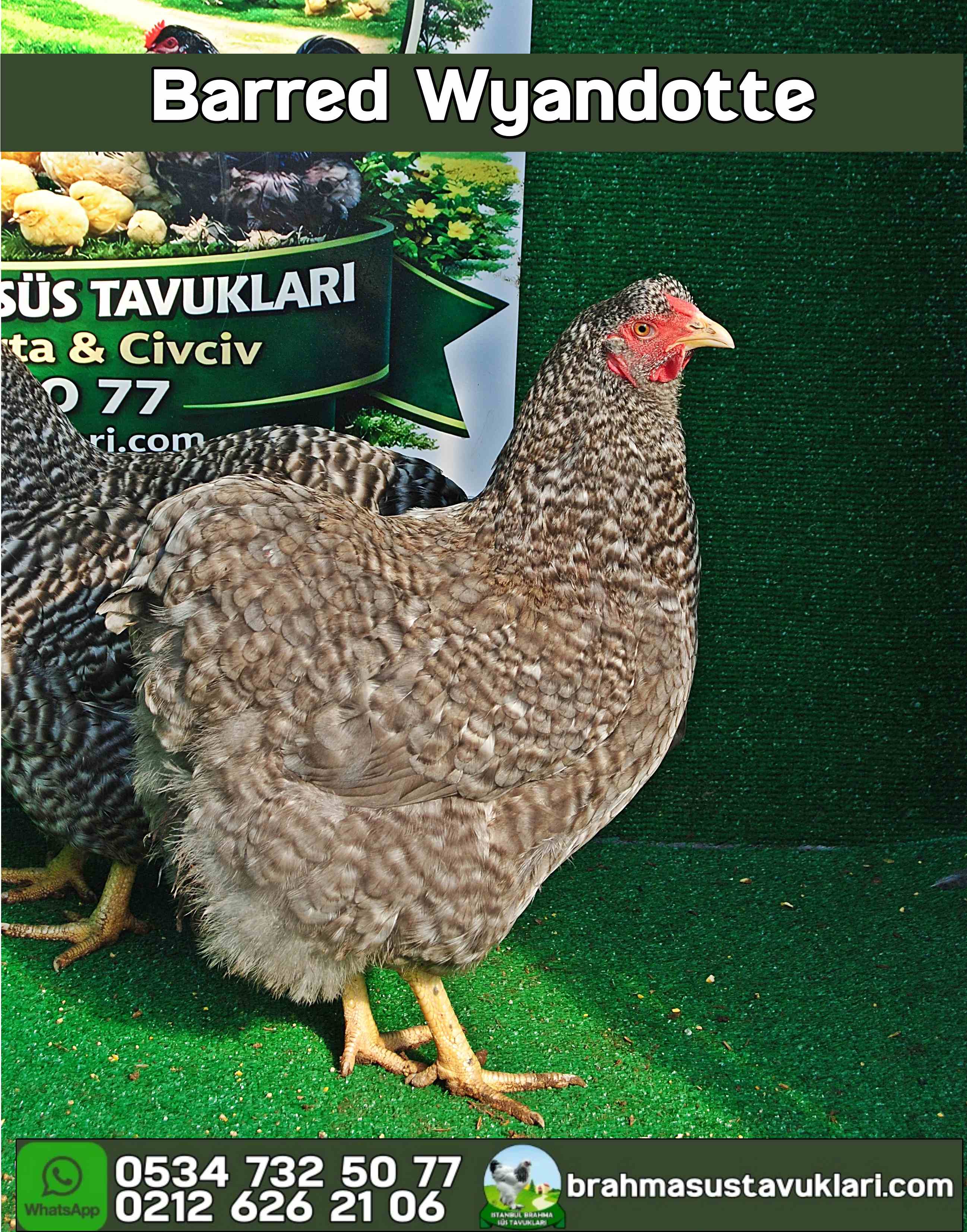 Barred Wyandotte Kuluçkalık Yumurta