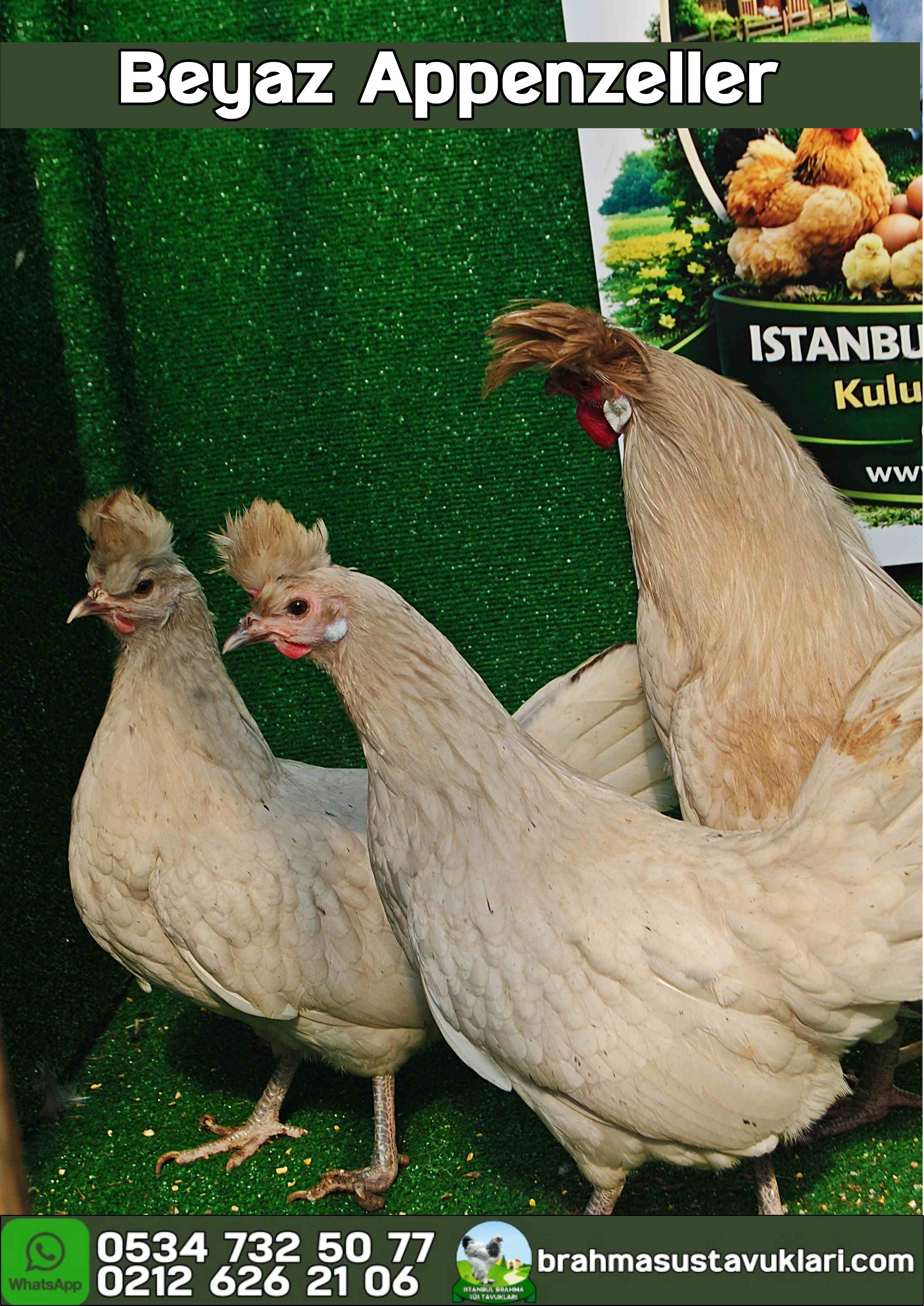 Beyaz Appenzeller Kuluçkalık Yumurta