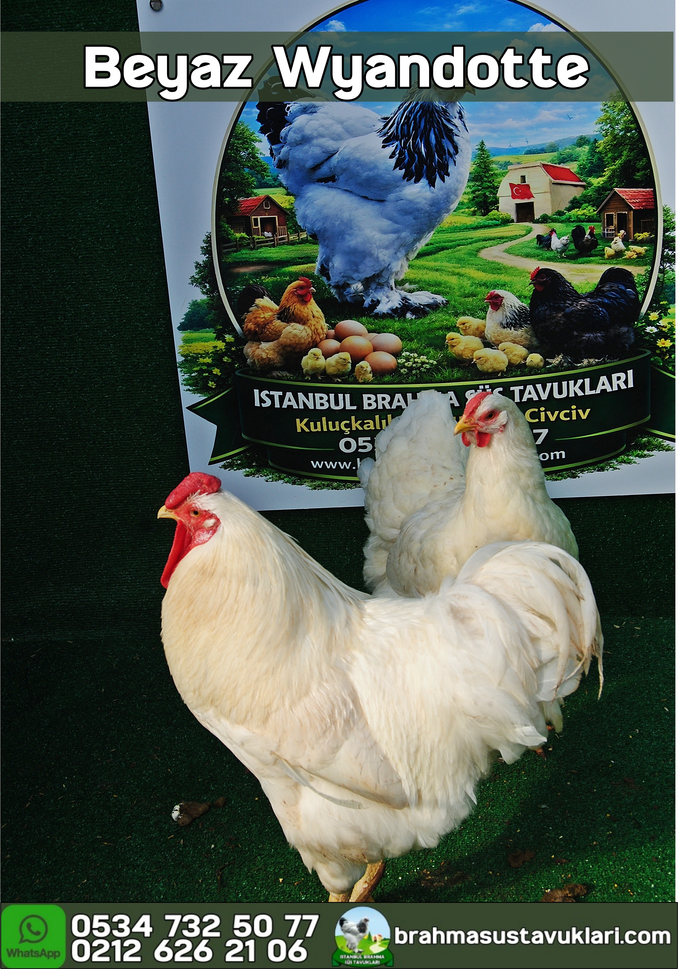 Beyaz Wyandotte Kuluçkalık Yumurta