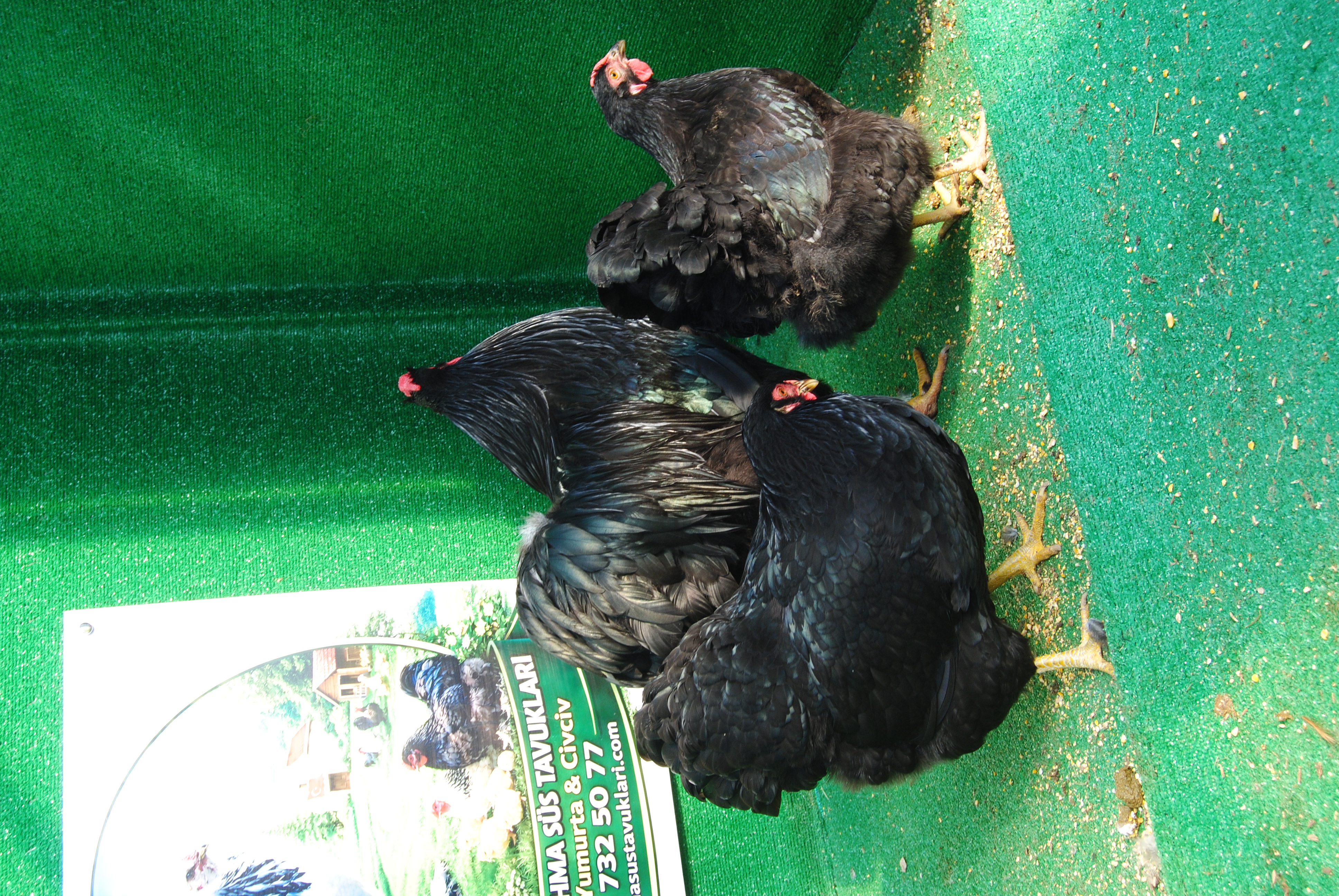 Black Wyandotte Kuluçkalık Yumurta