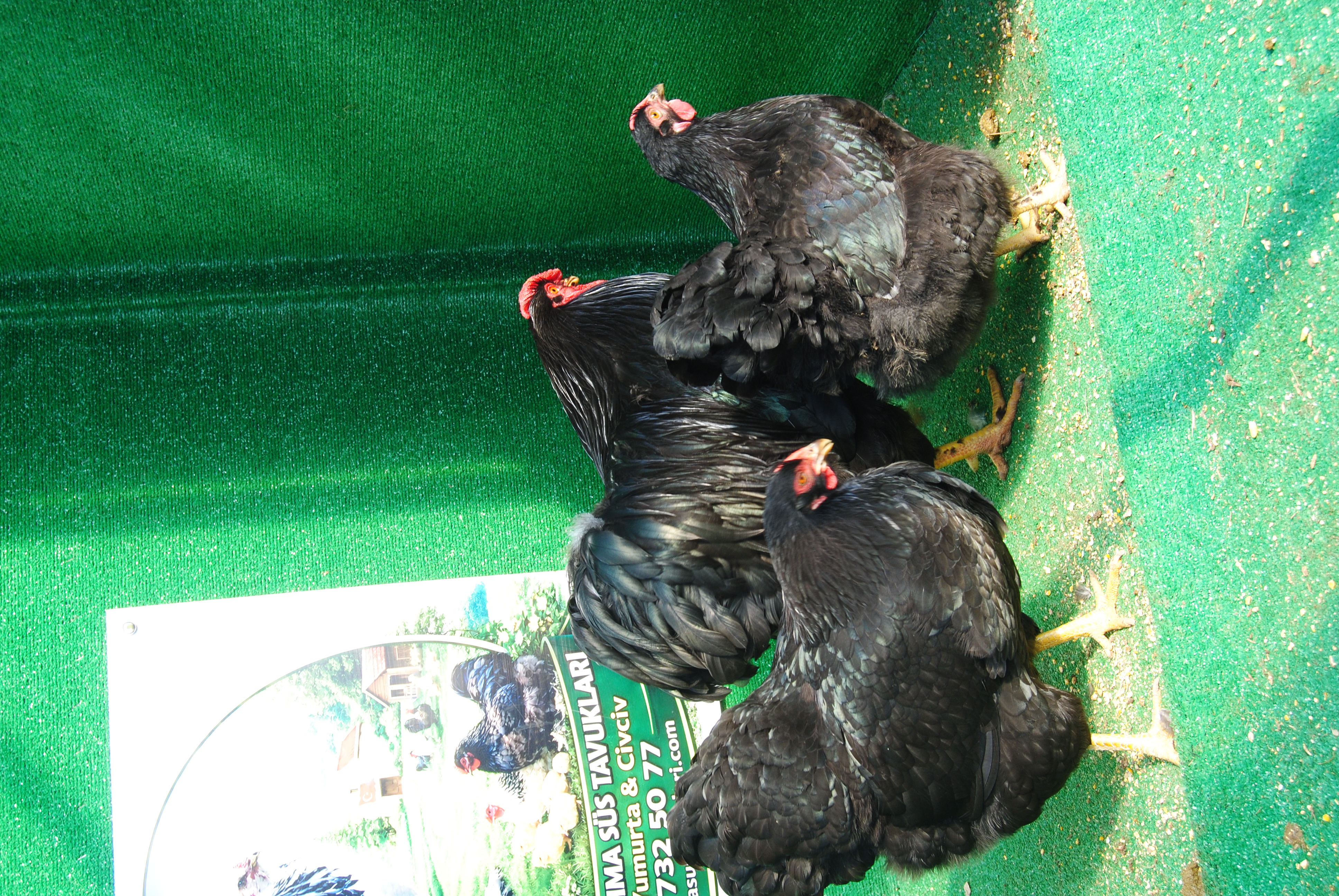 Black Wyandotte Kuluçkalık Yumurta