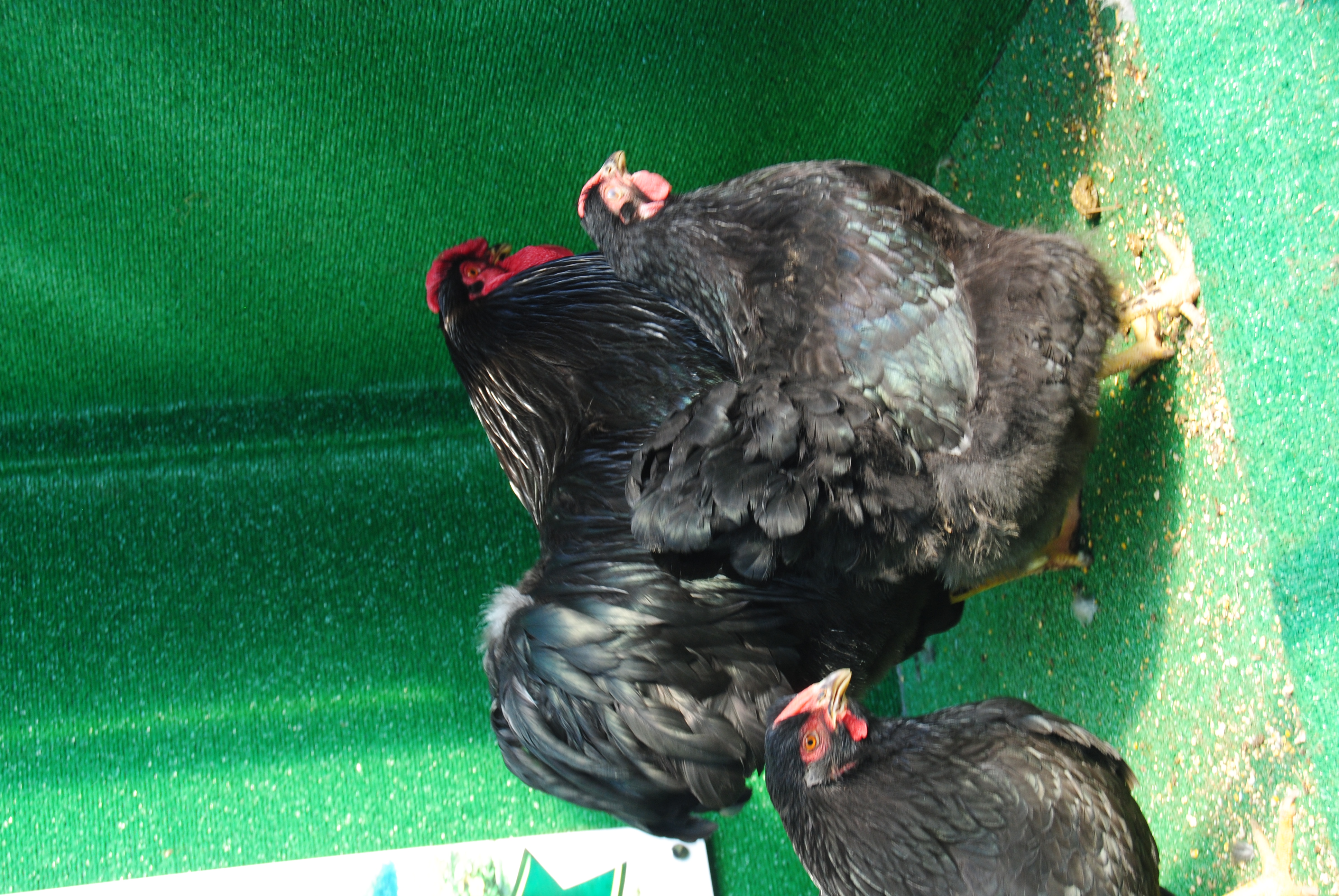 Black Wyandotte Kuluçkalık Yumurta