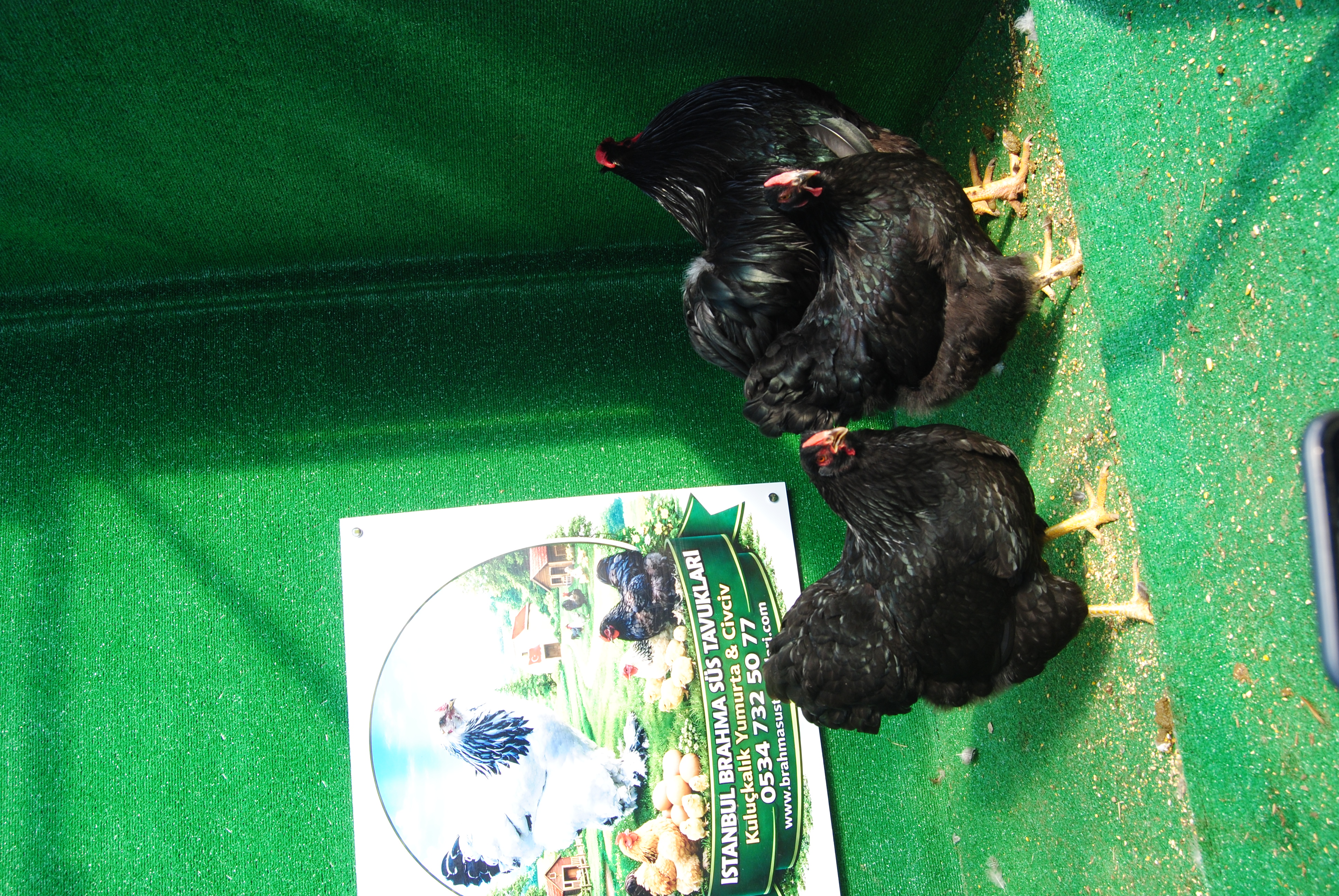 Black Wyandotte Kuluçkalık Yumurta